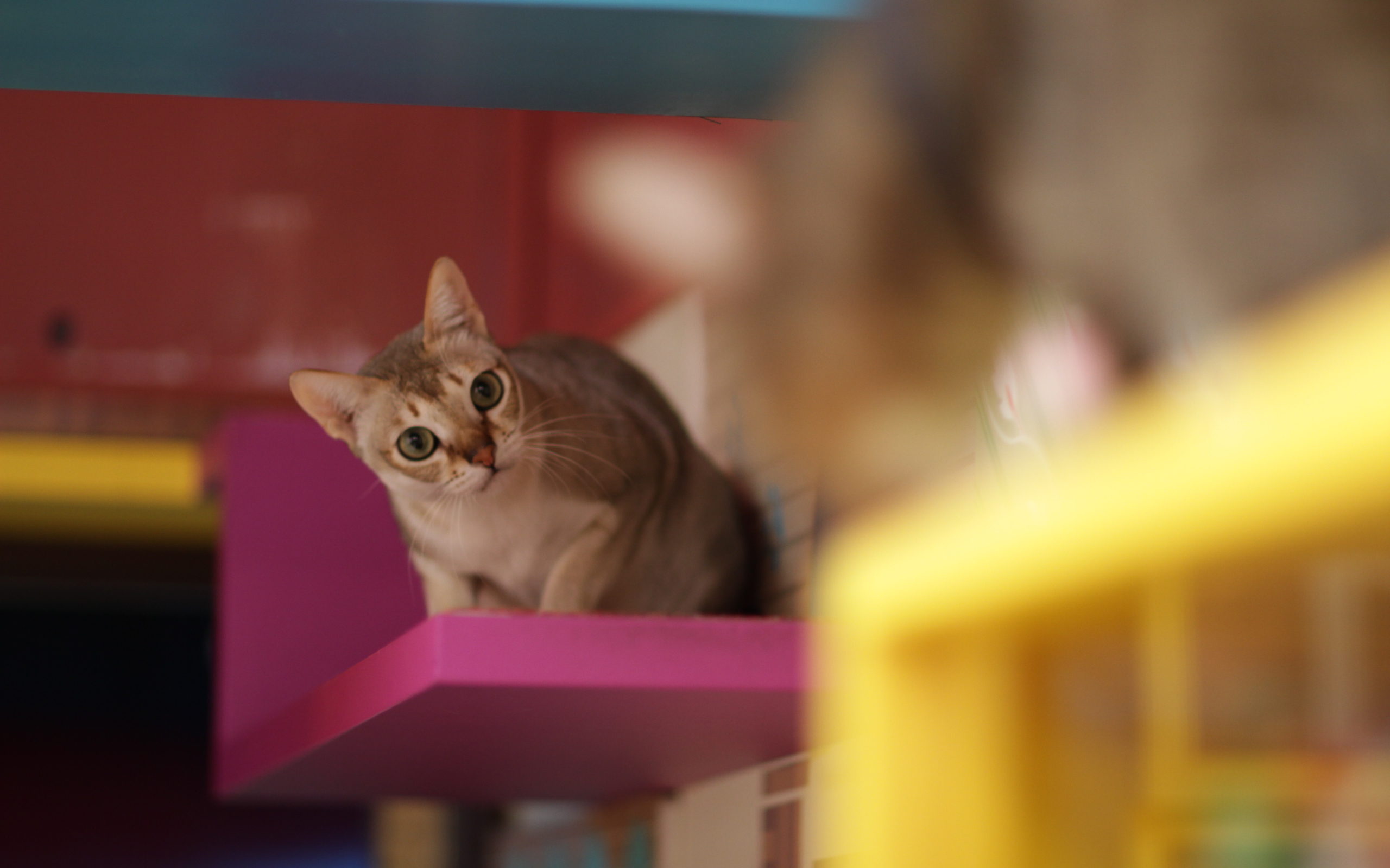 Сингапурская кошка на стуле