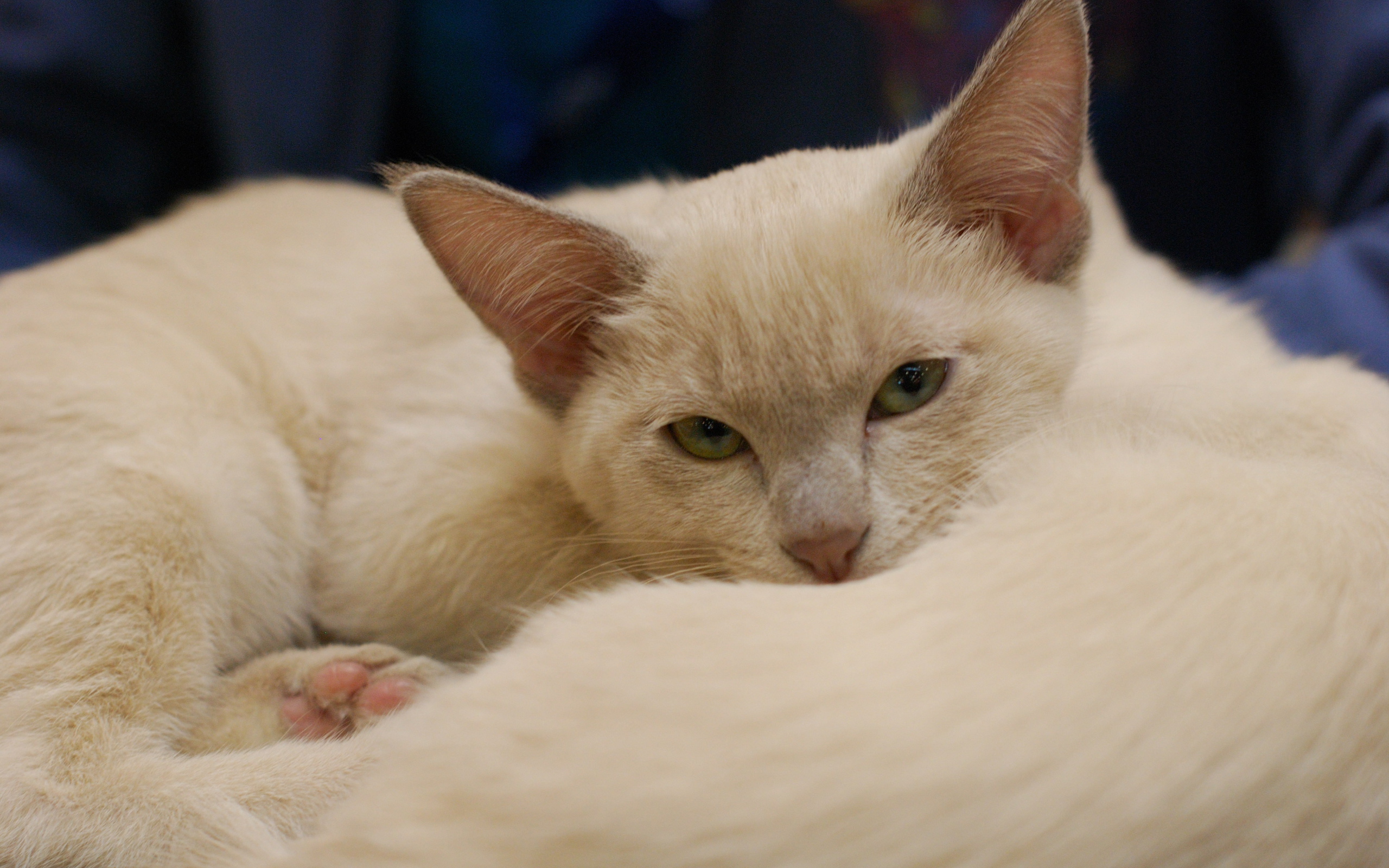 Пушистая тонкинская кошка