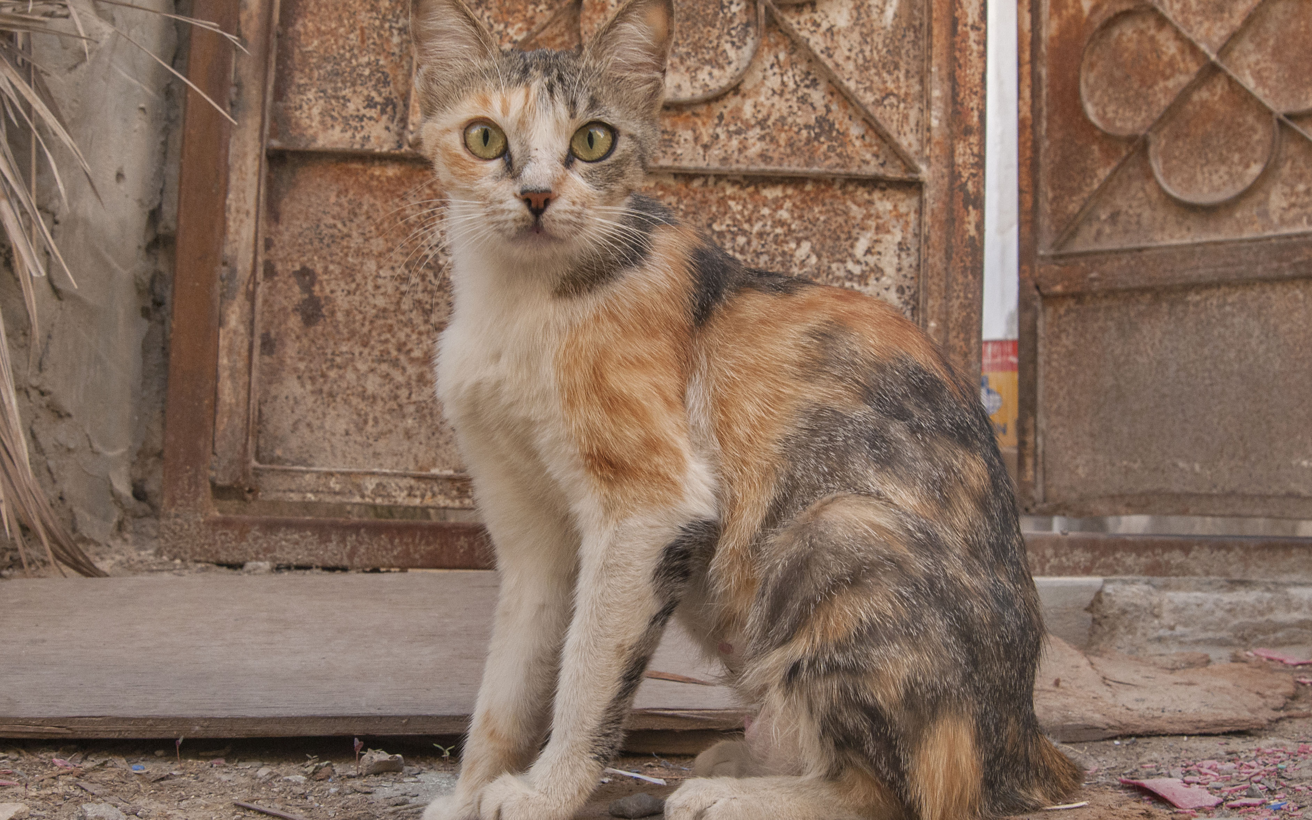 Трехцветный аравийский мау