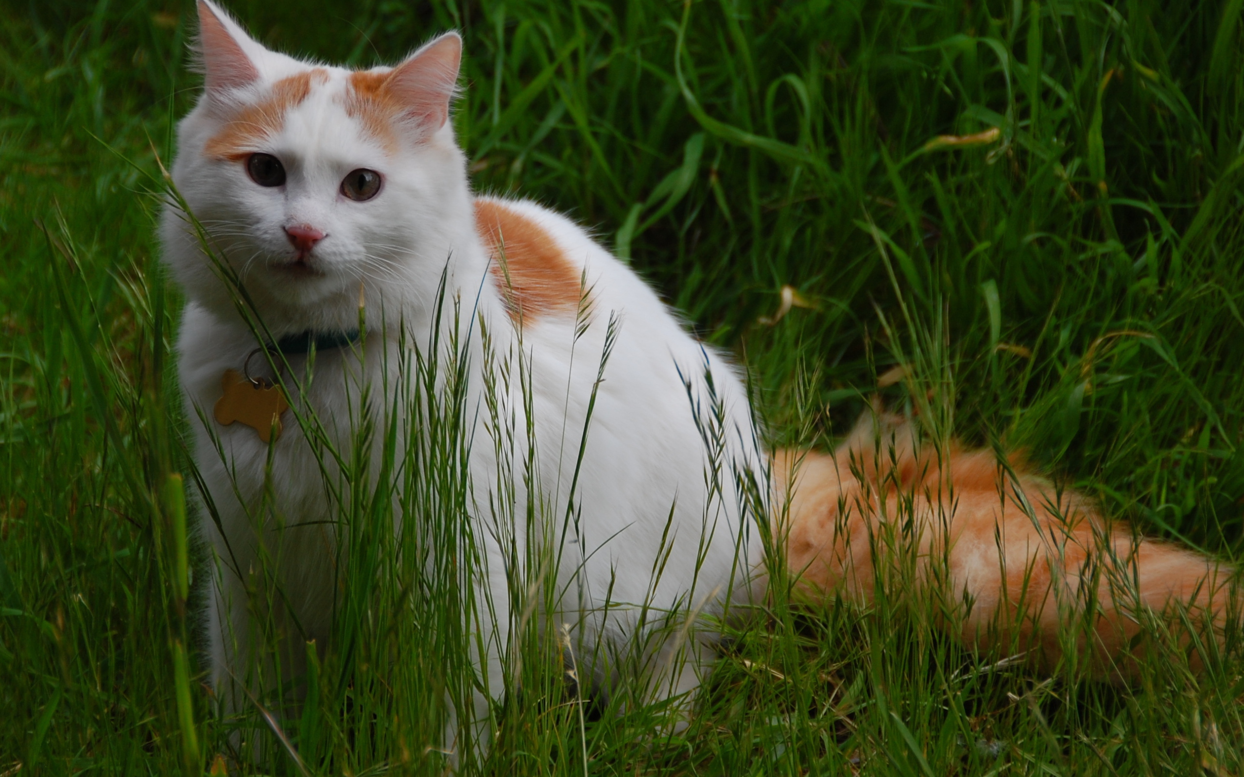 Турецкий ван на природе