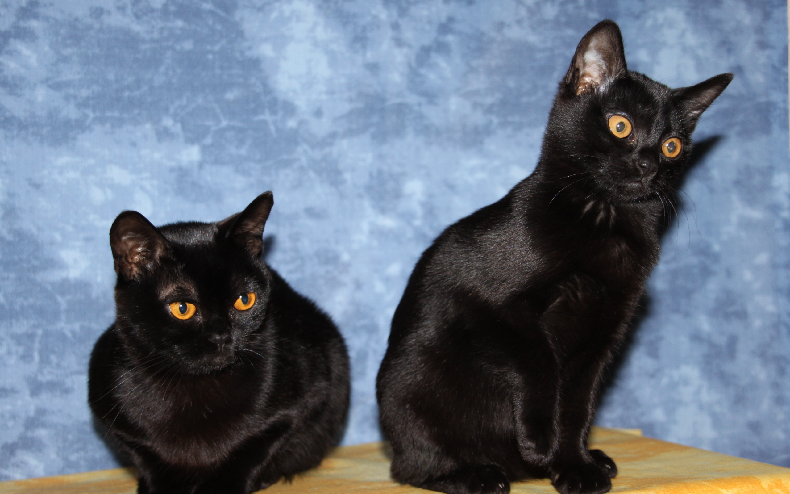 Две бомбейских кошки