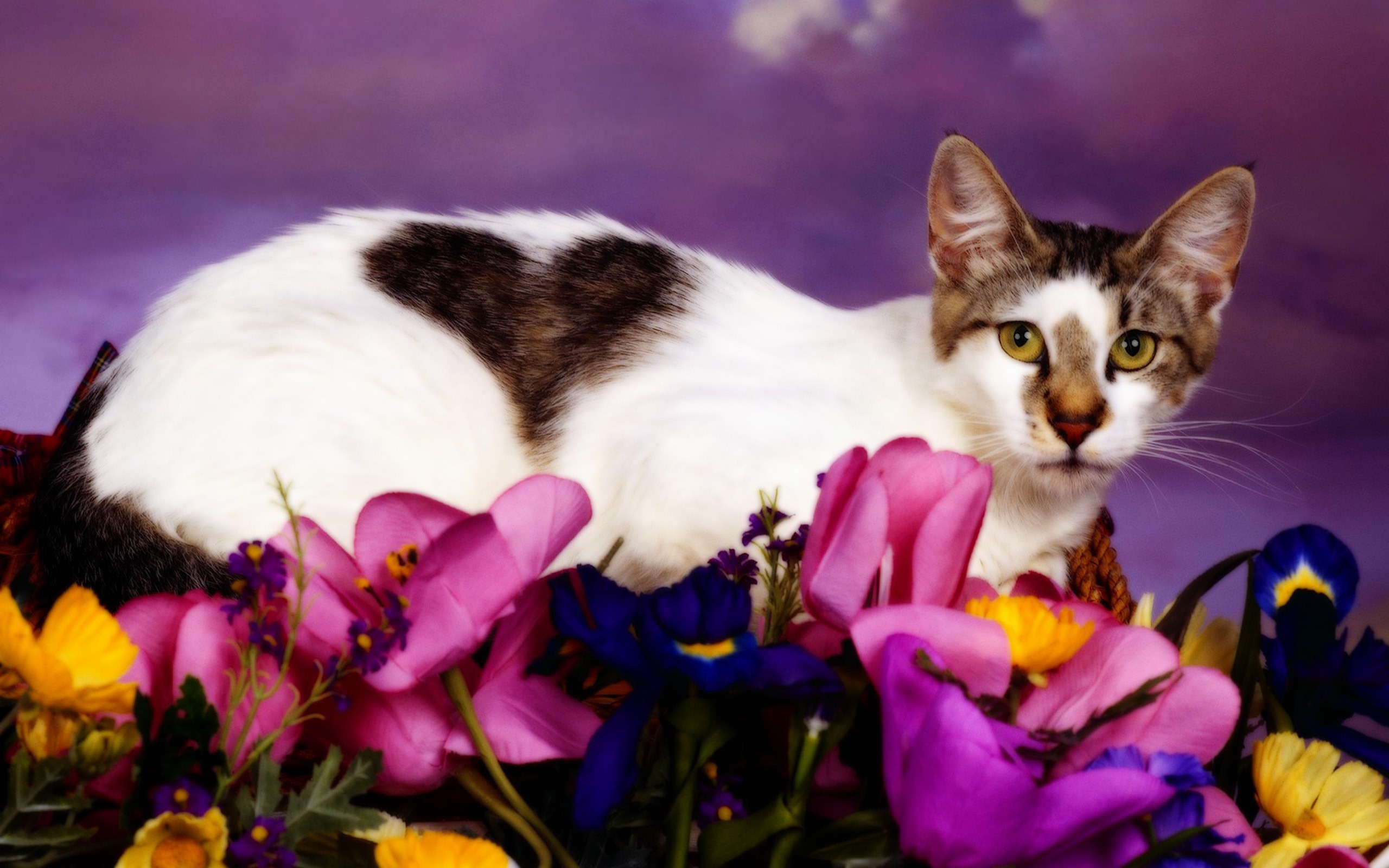 Кошка с сердечком