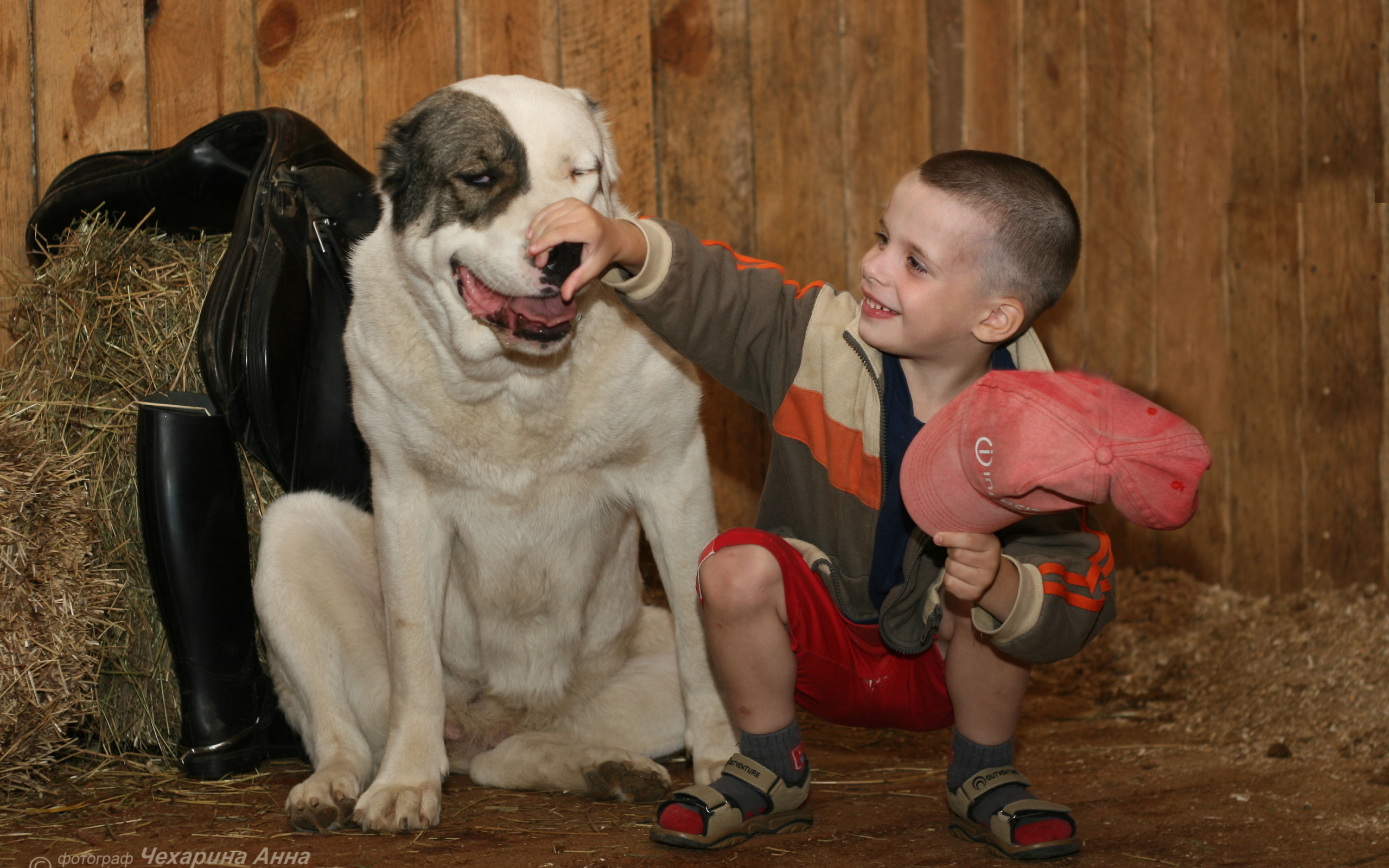 Мальчик держит за нос алабая