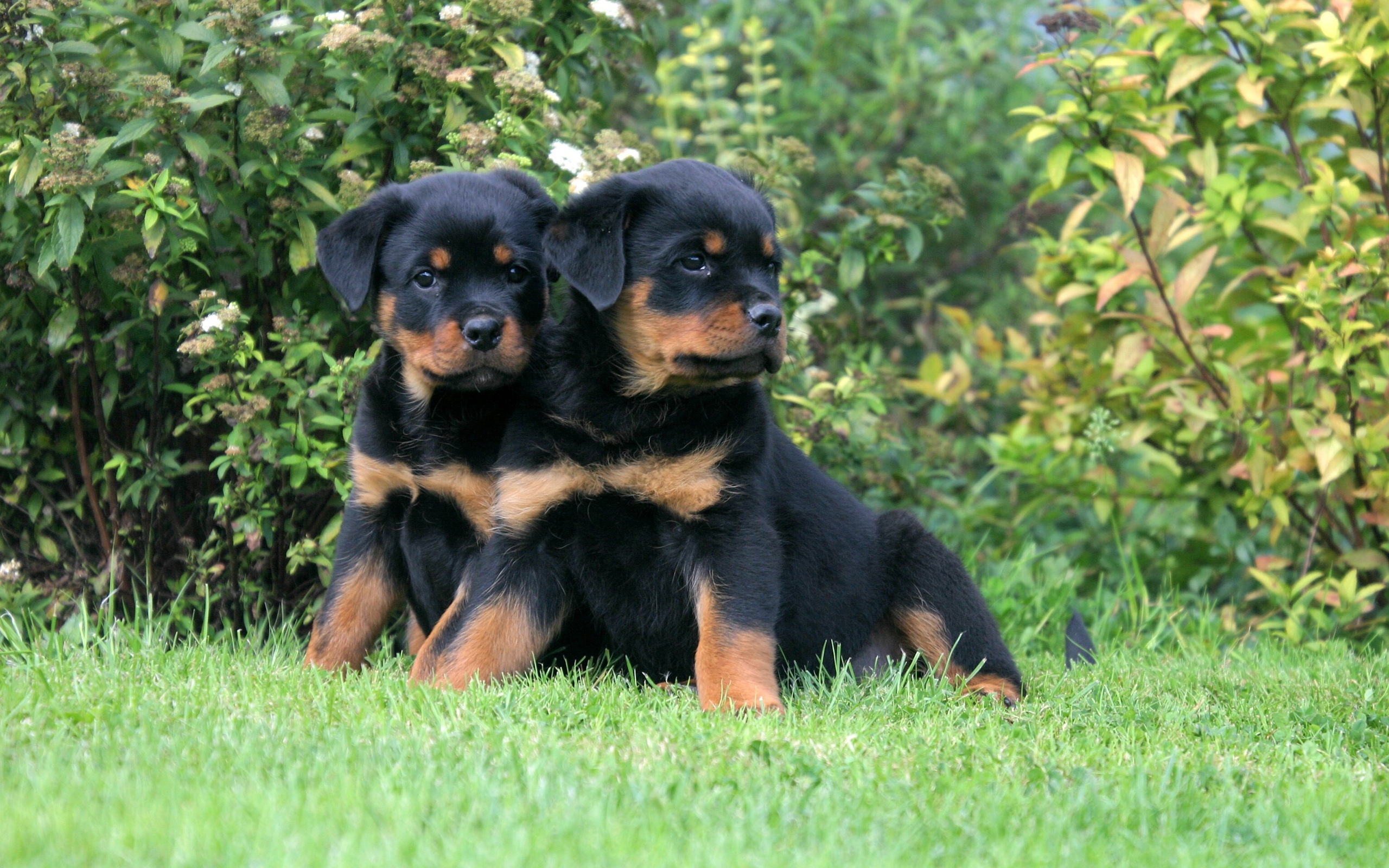 A pair of puppies Rottweiler