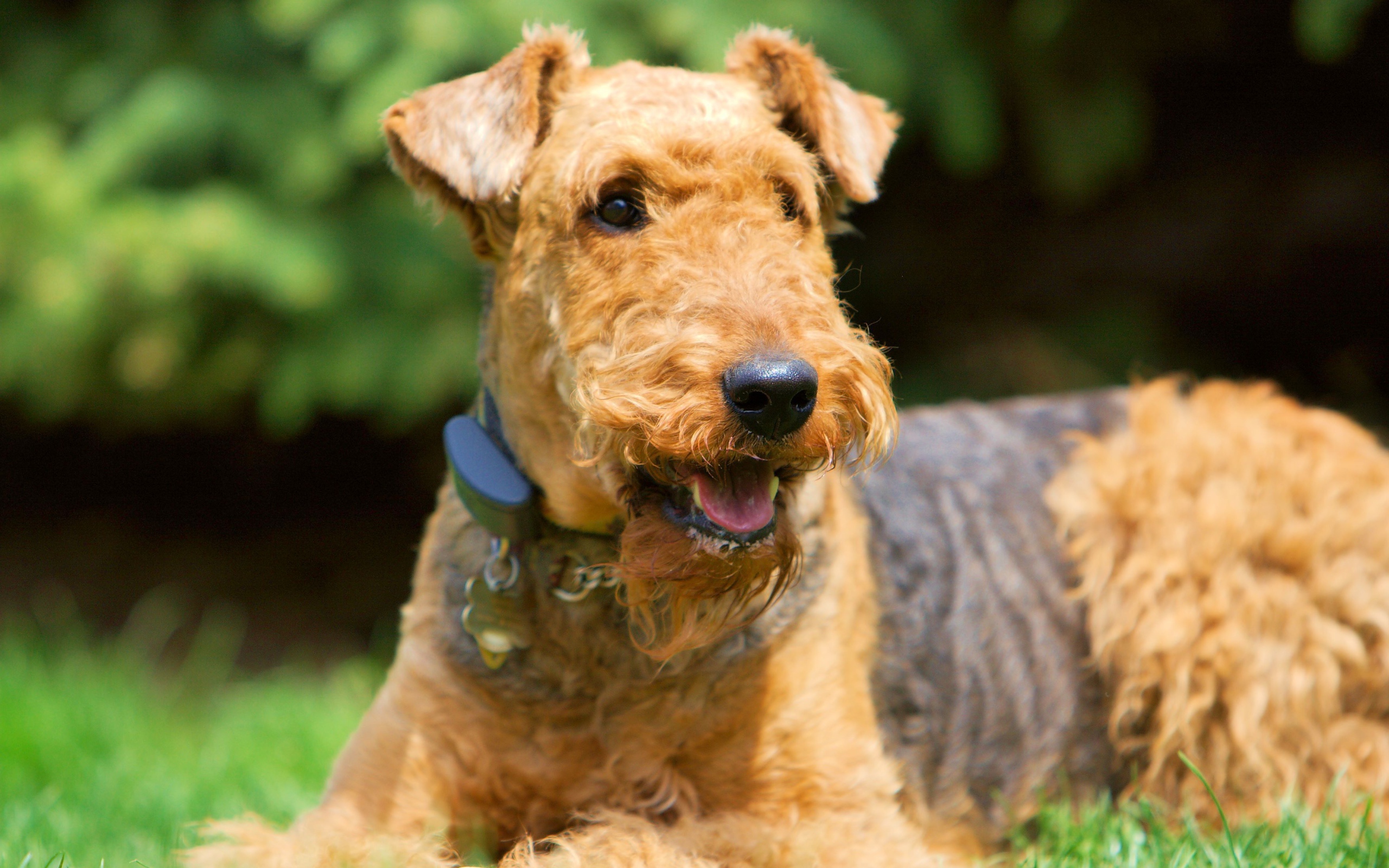 Улыбающийся эрдельтерьер на траве