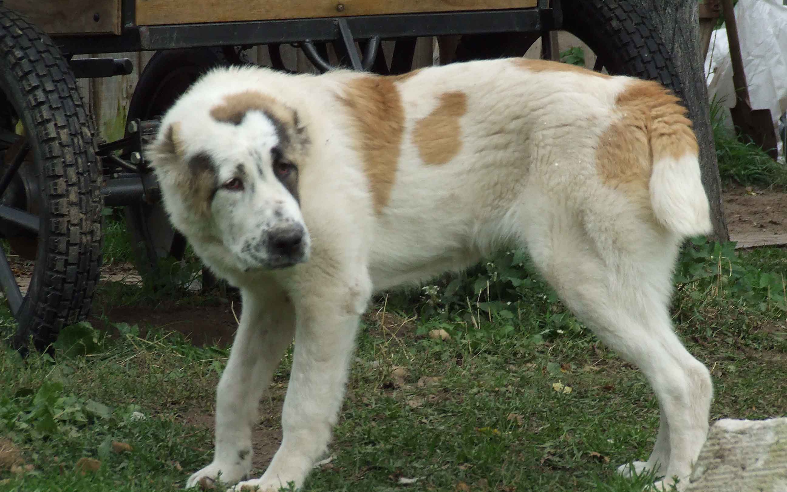 Алабай заискивает перед хозяином