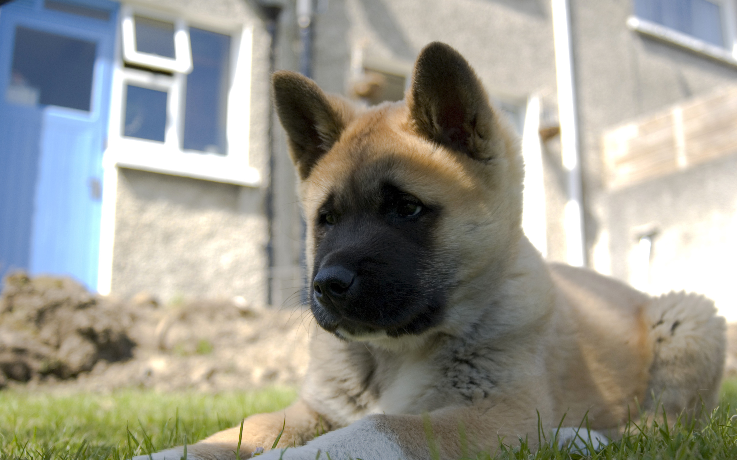 Щенок американской акиты