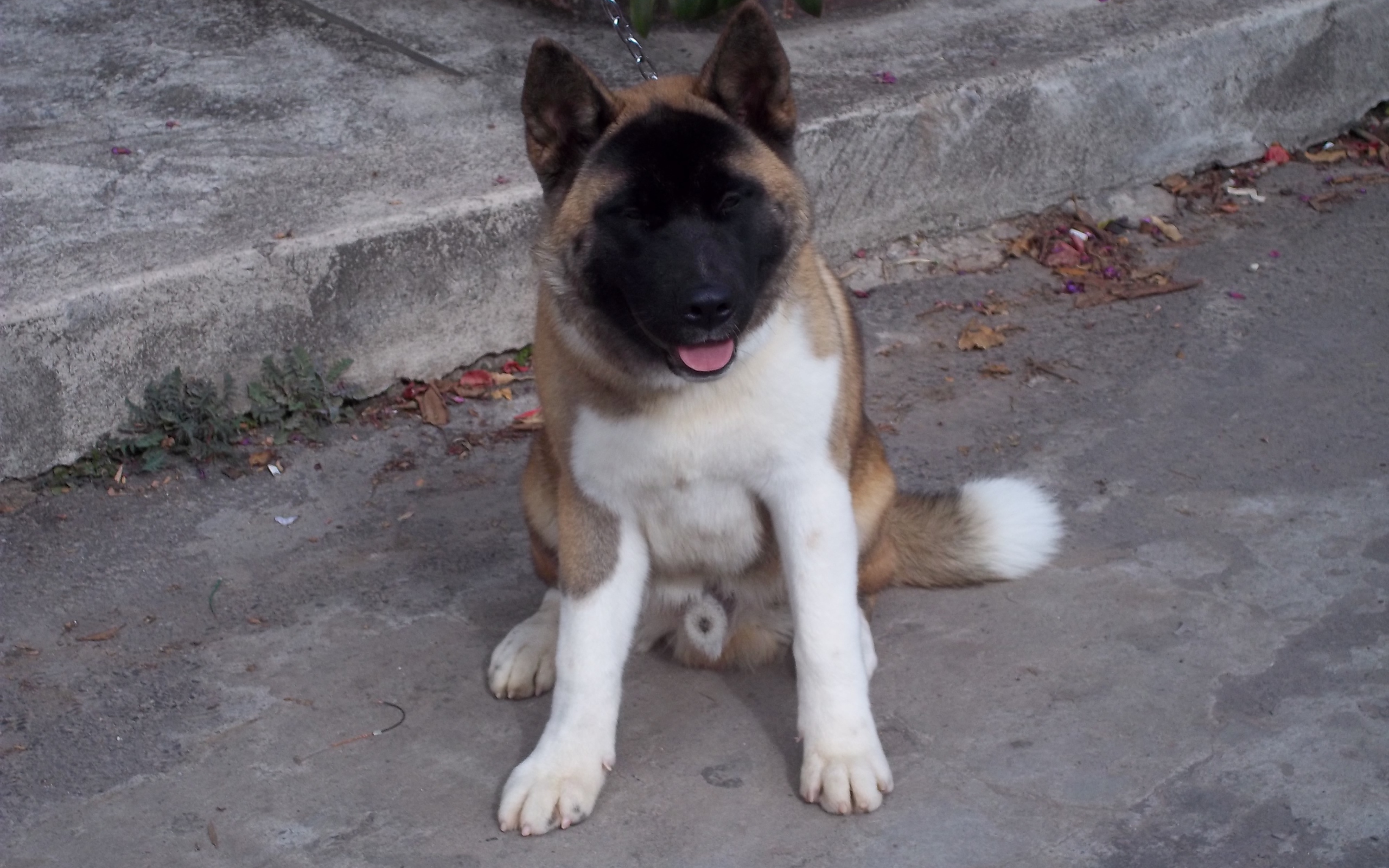 Американская акита сидит на цепи