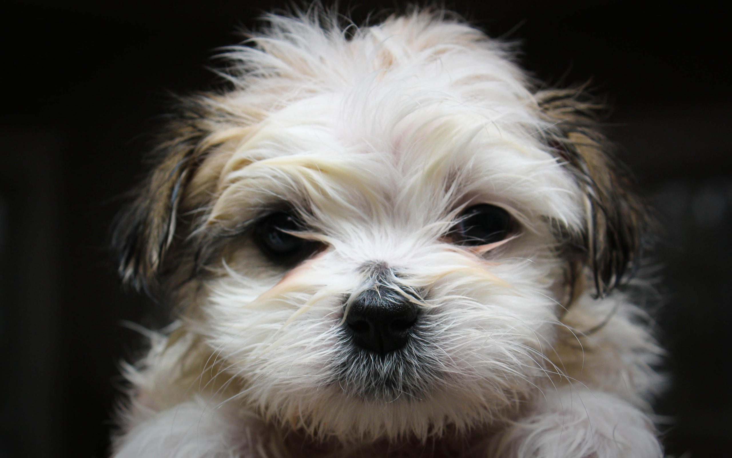 Красивая мордашка шитцу