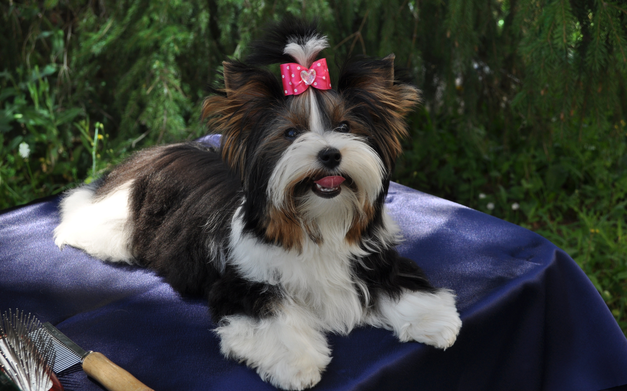 Бивер йорк модница