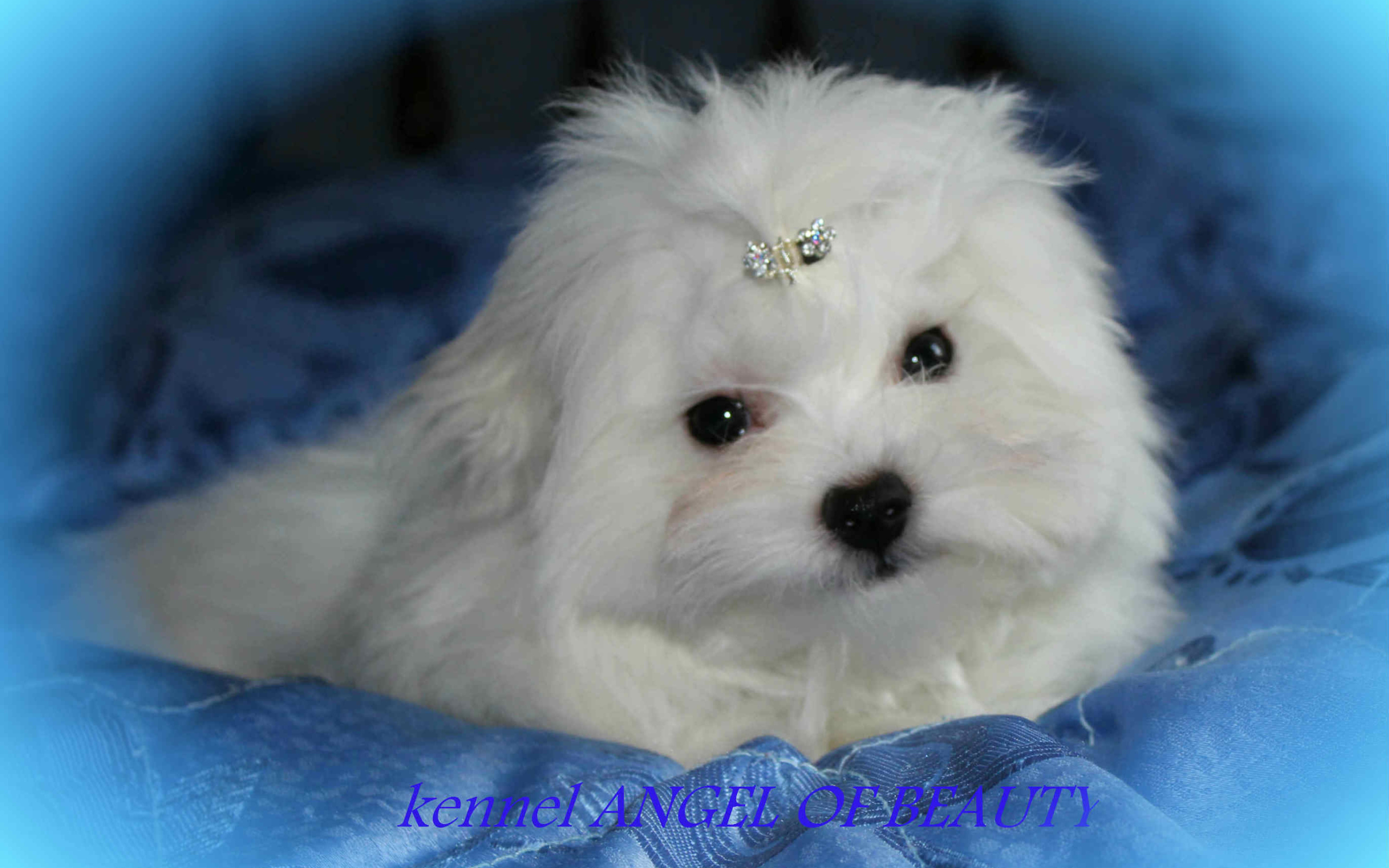 Болонка собака ангел