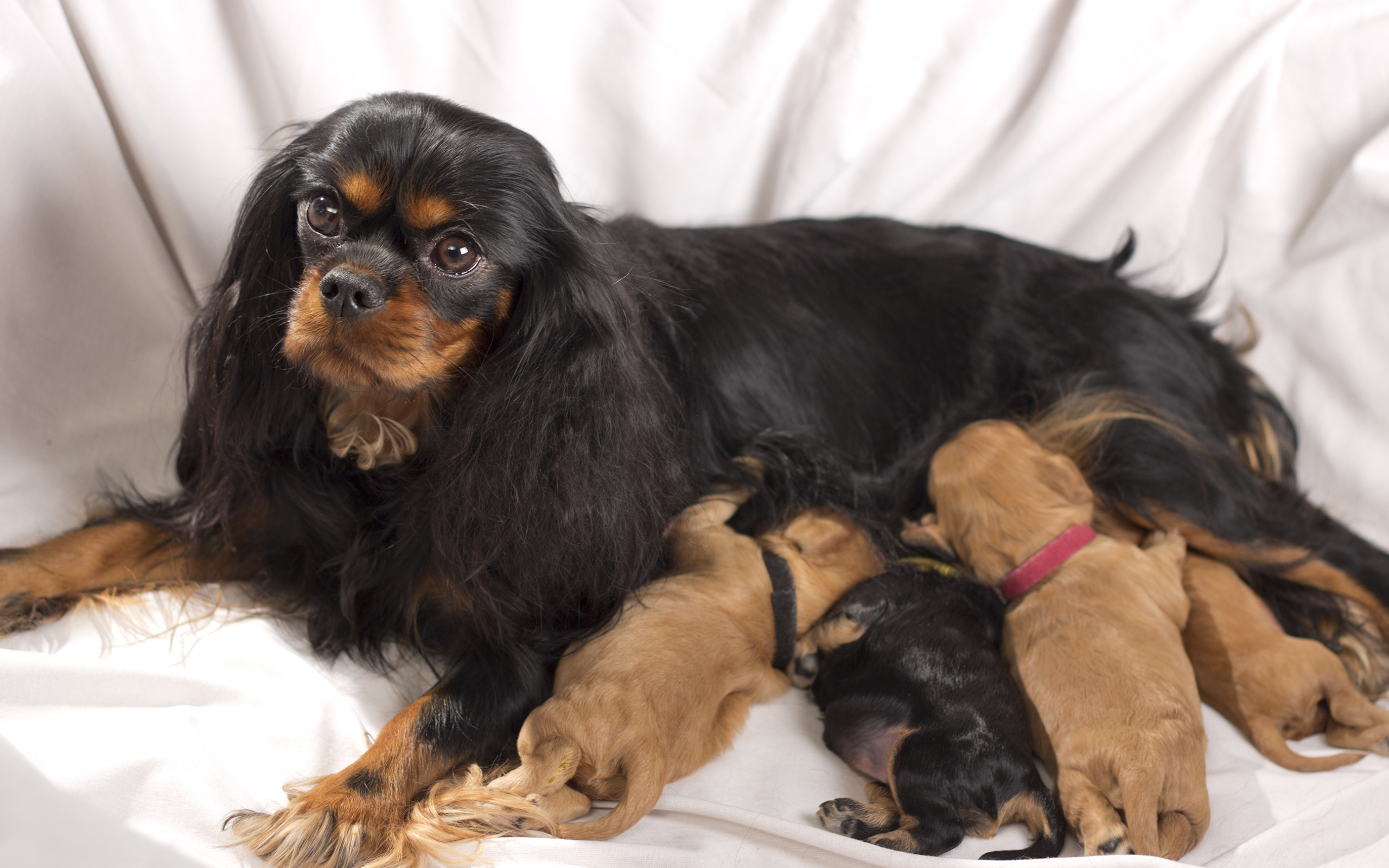 Кавалер кинг чарльз спаниель с щенками