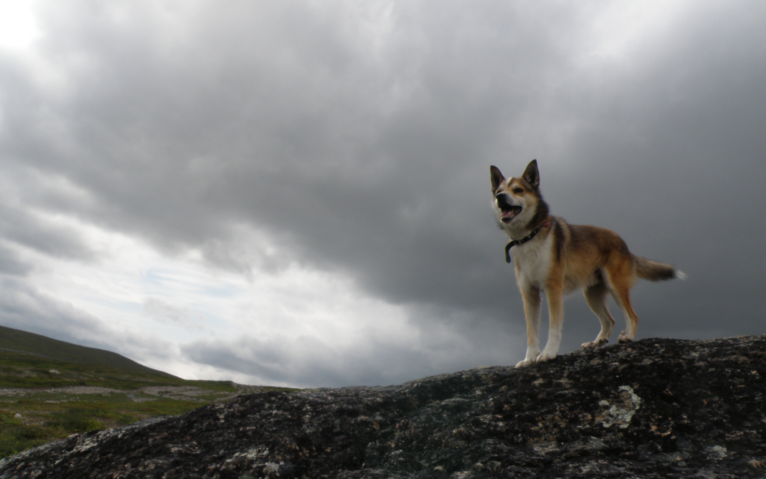 Веселый норвежский лундехунд