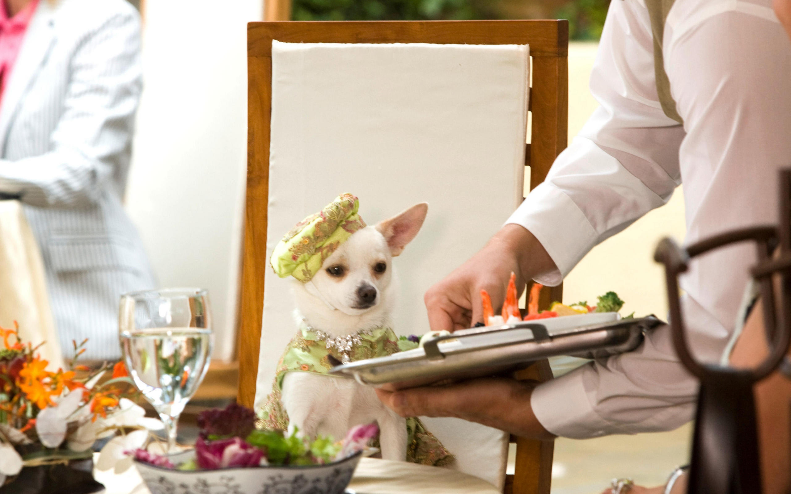 Чихуахуа в ресторане