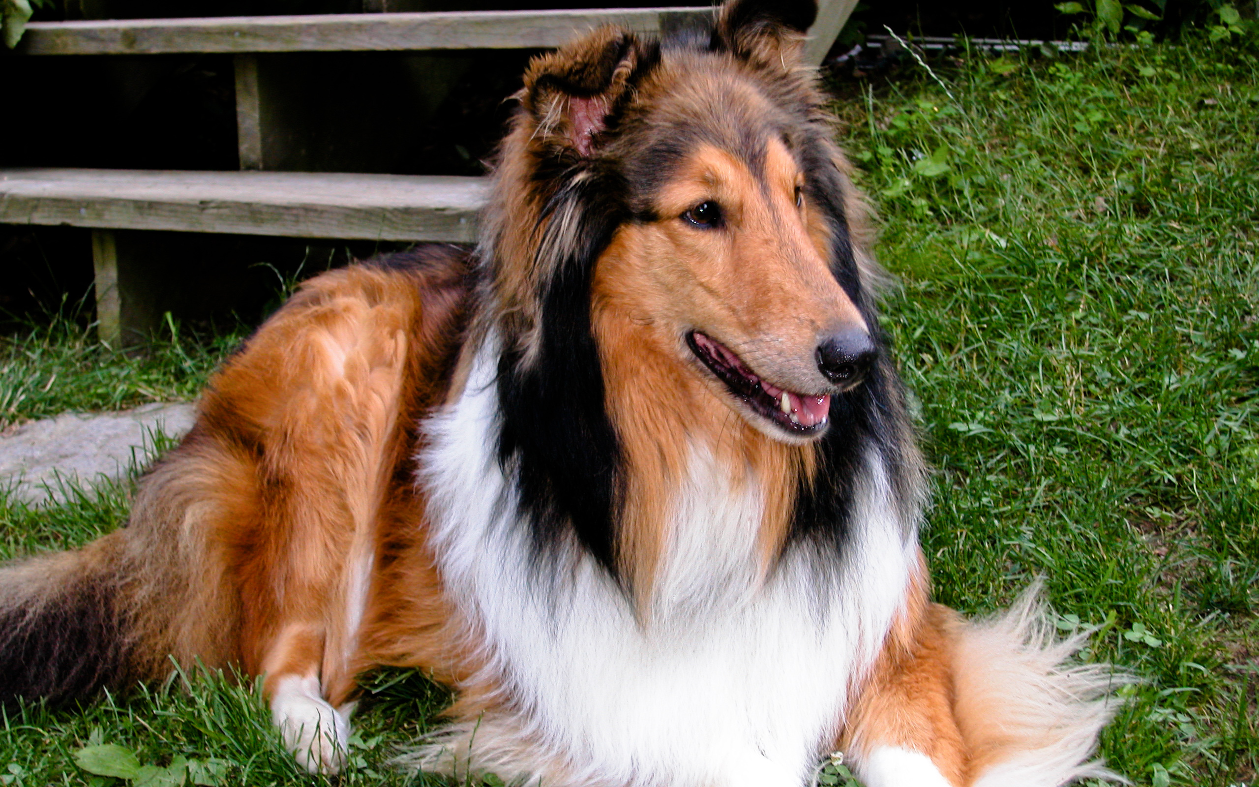 Милый пес колли