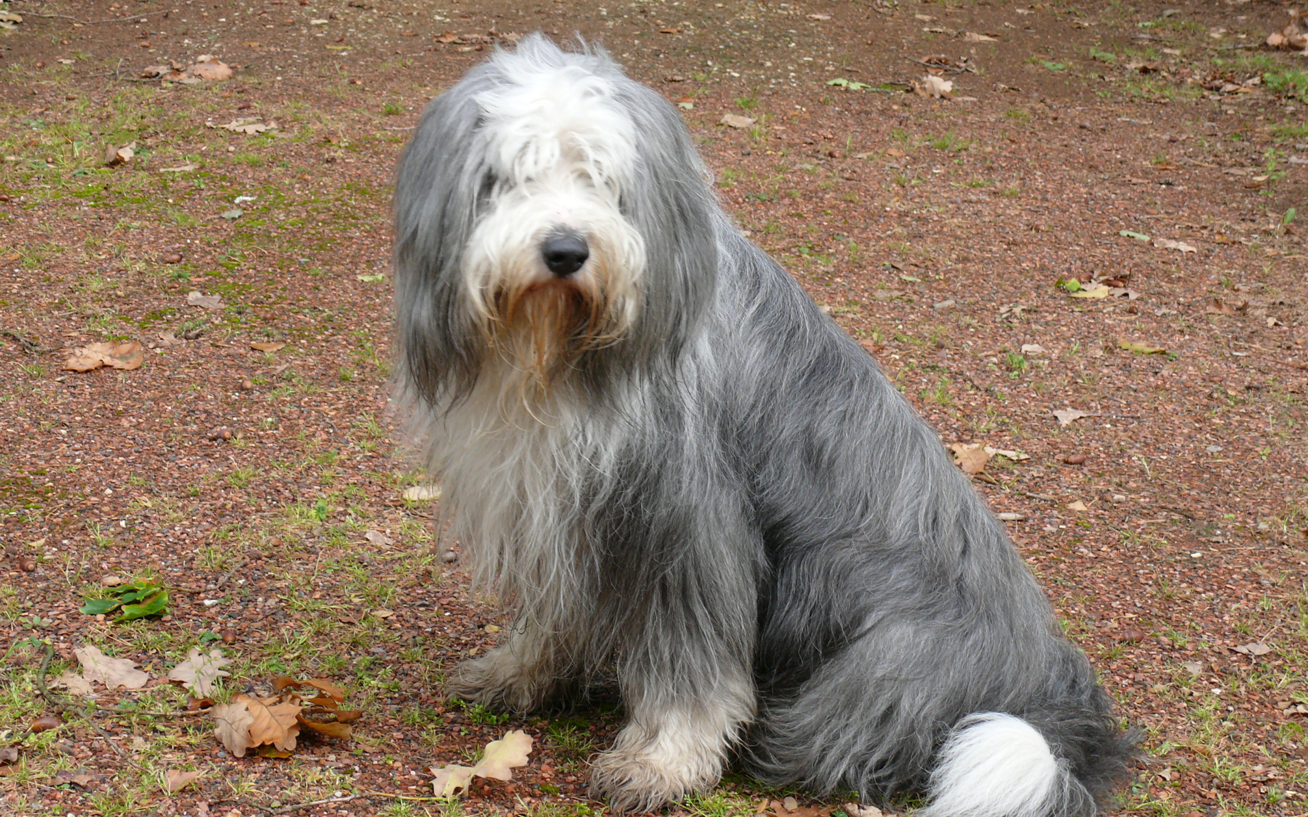 Темный окрас бобтейла