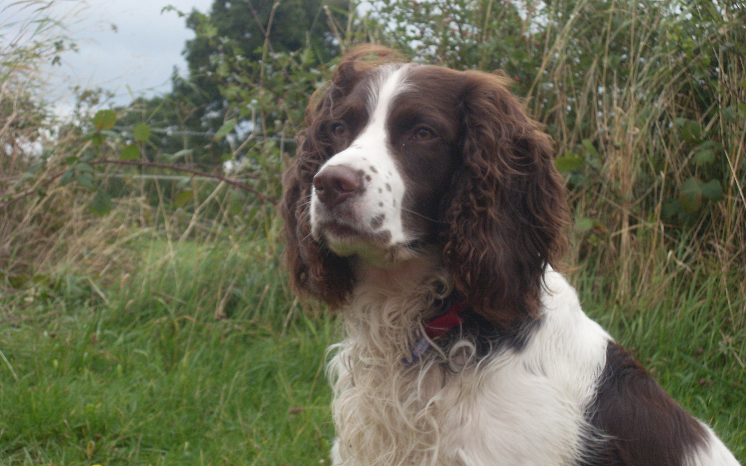 Шотландский спаниель. Вельш спаниель. Норфолк-спаниель джордж стаббс. Спаниель филд шоколадный. Английский спрингер-спаниель рыжий.