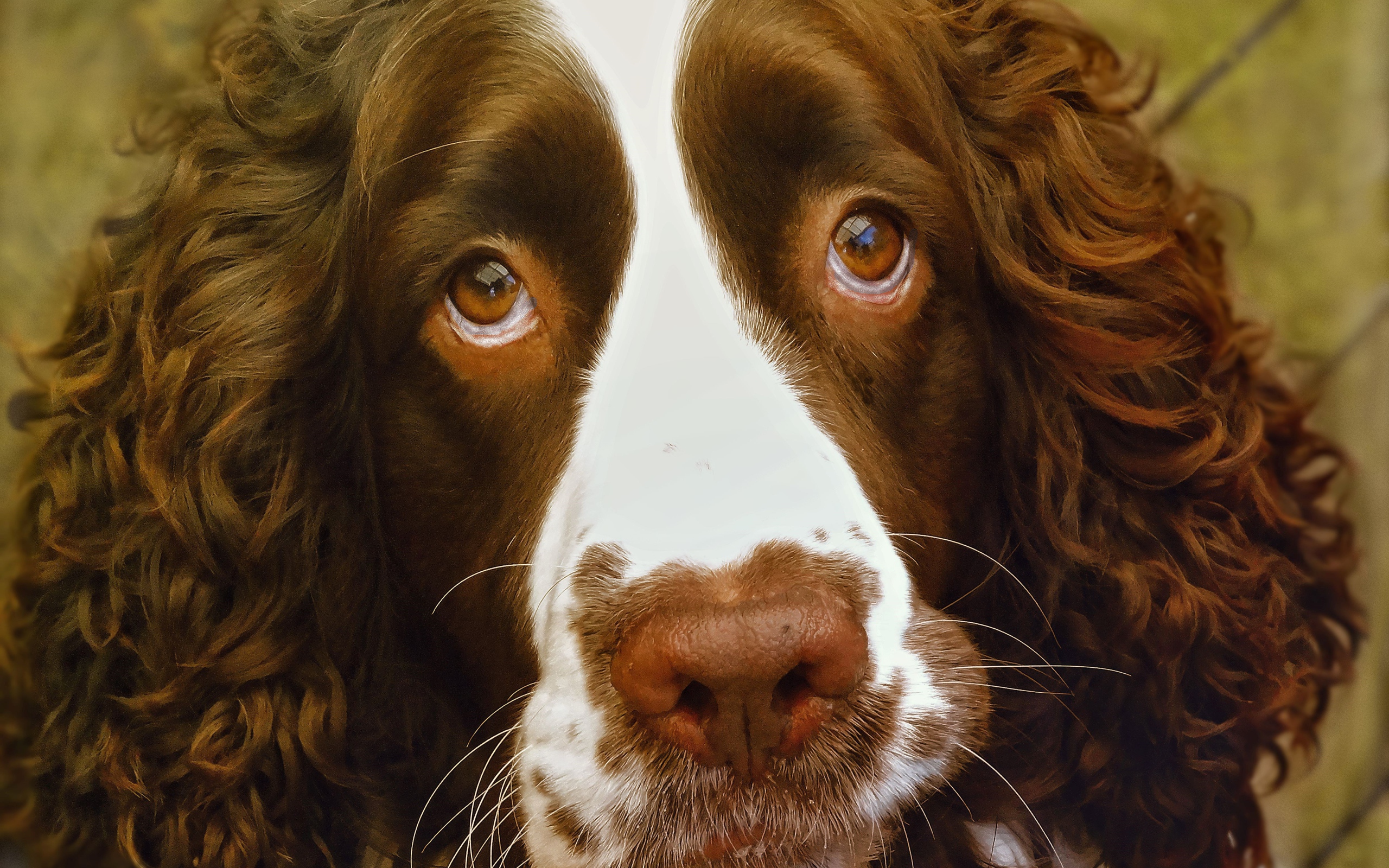 Доверчивый английский стрингер спаниель