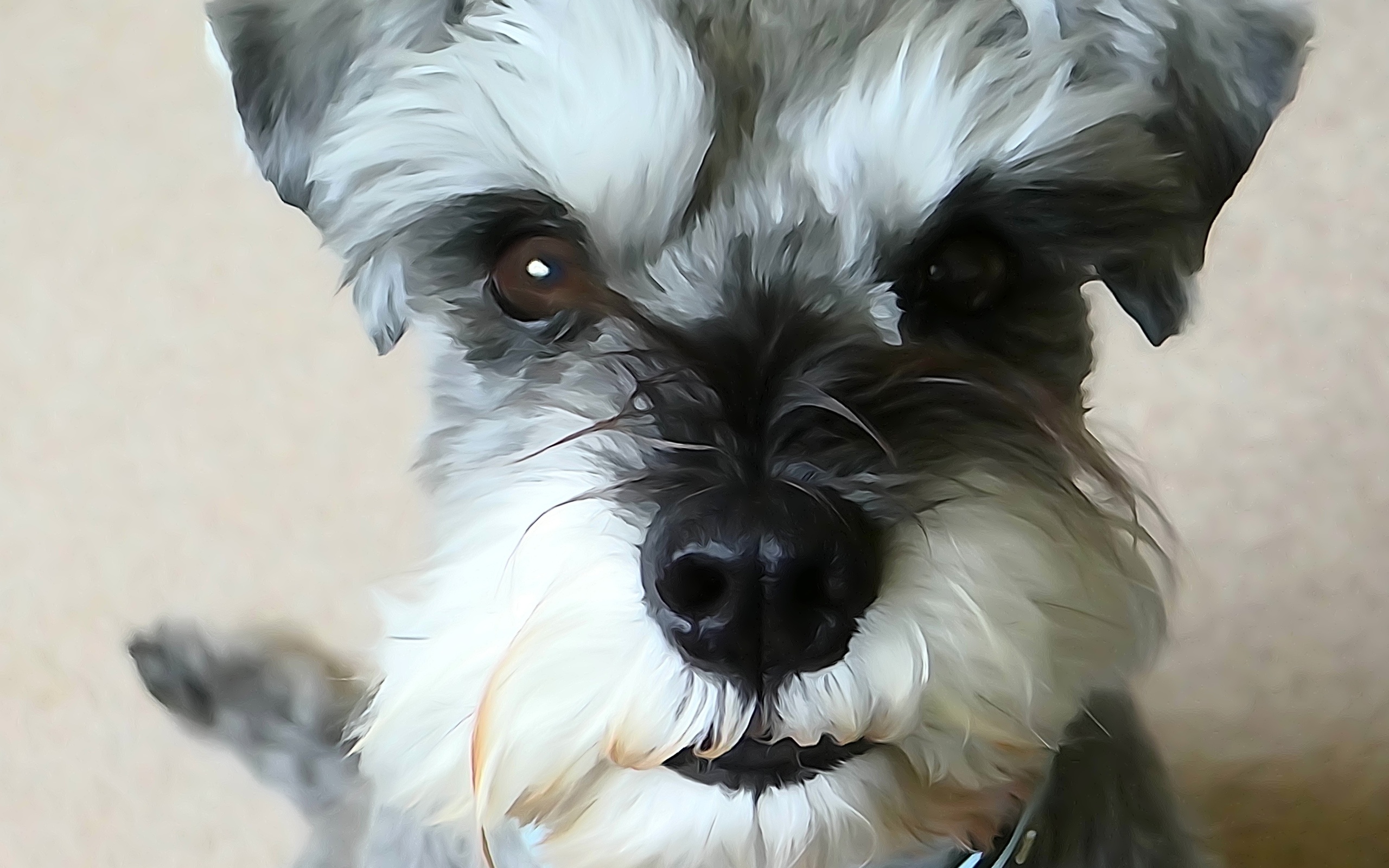 Рисунок собаки шнауцера