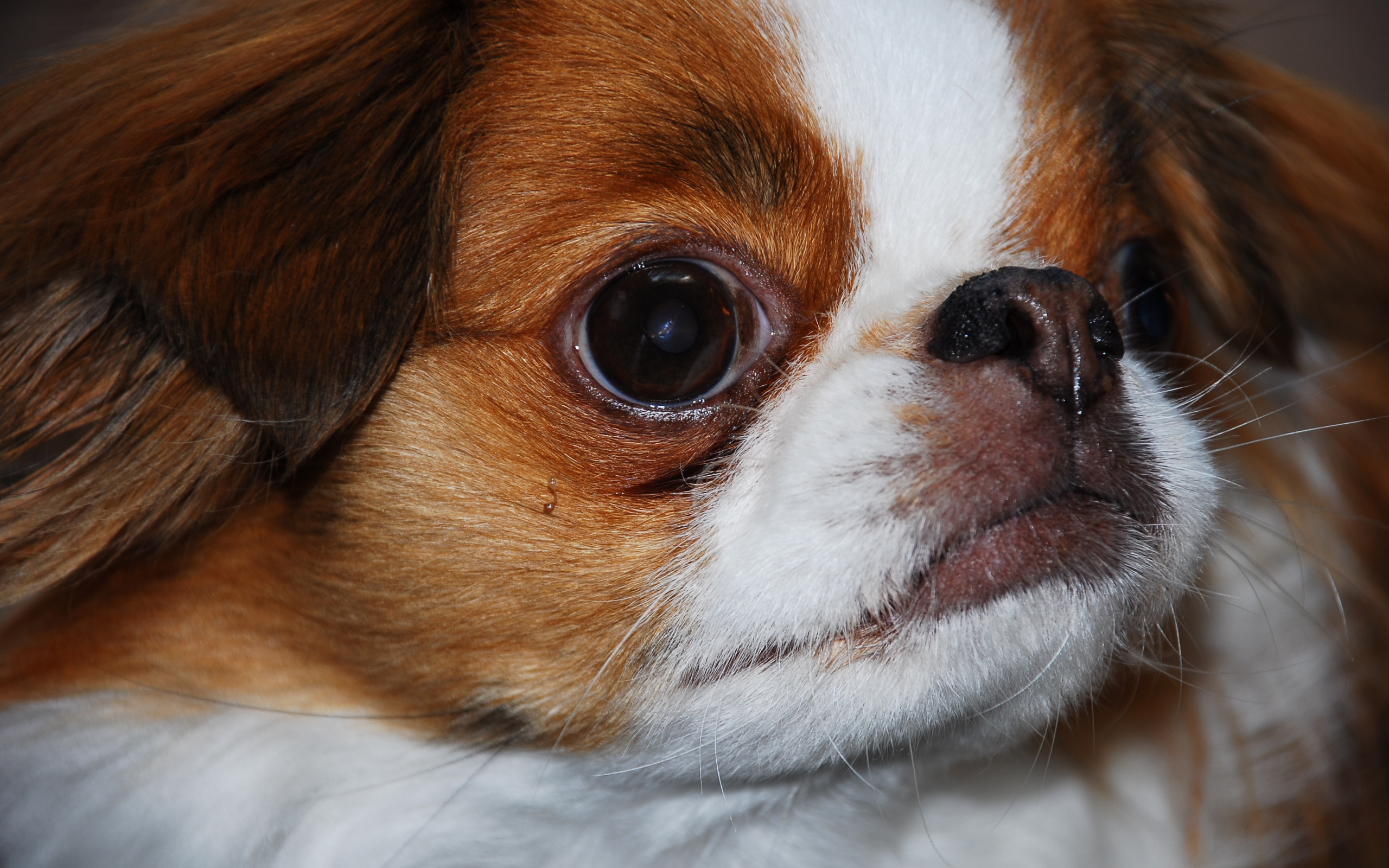 Забавный японский хин