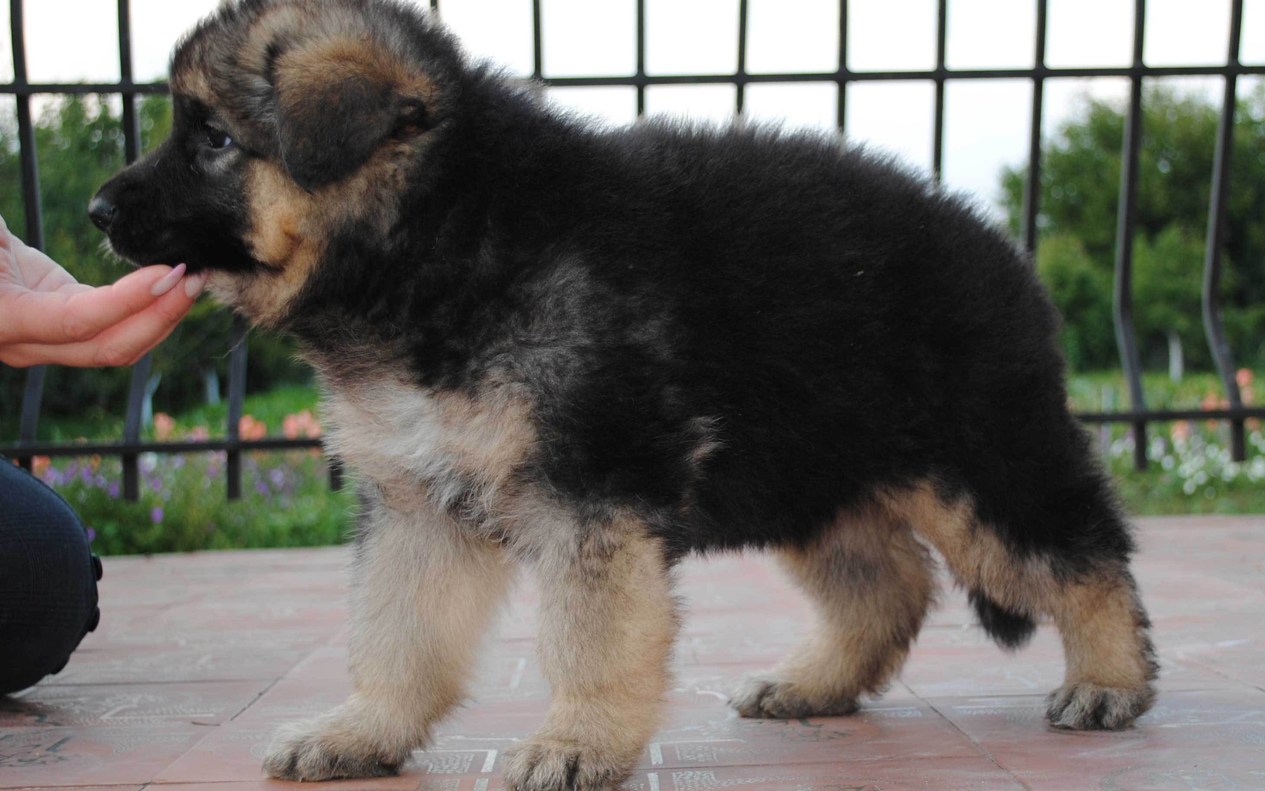 Щенок немецкой овчарки