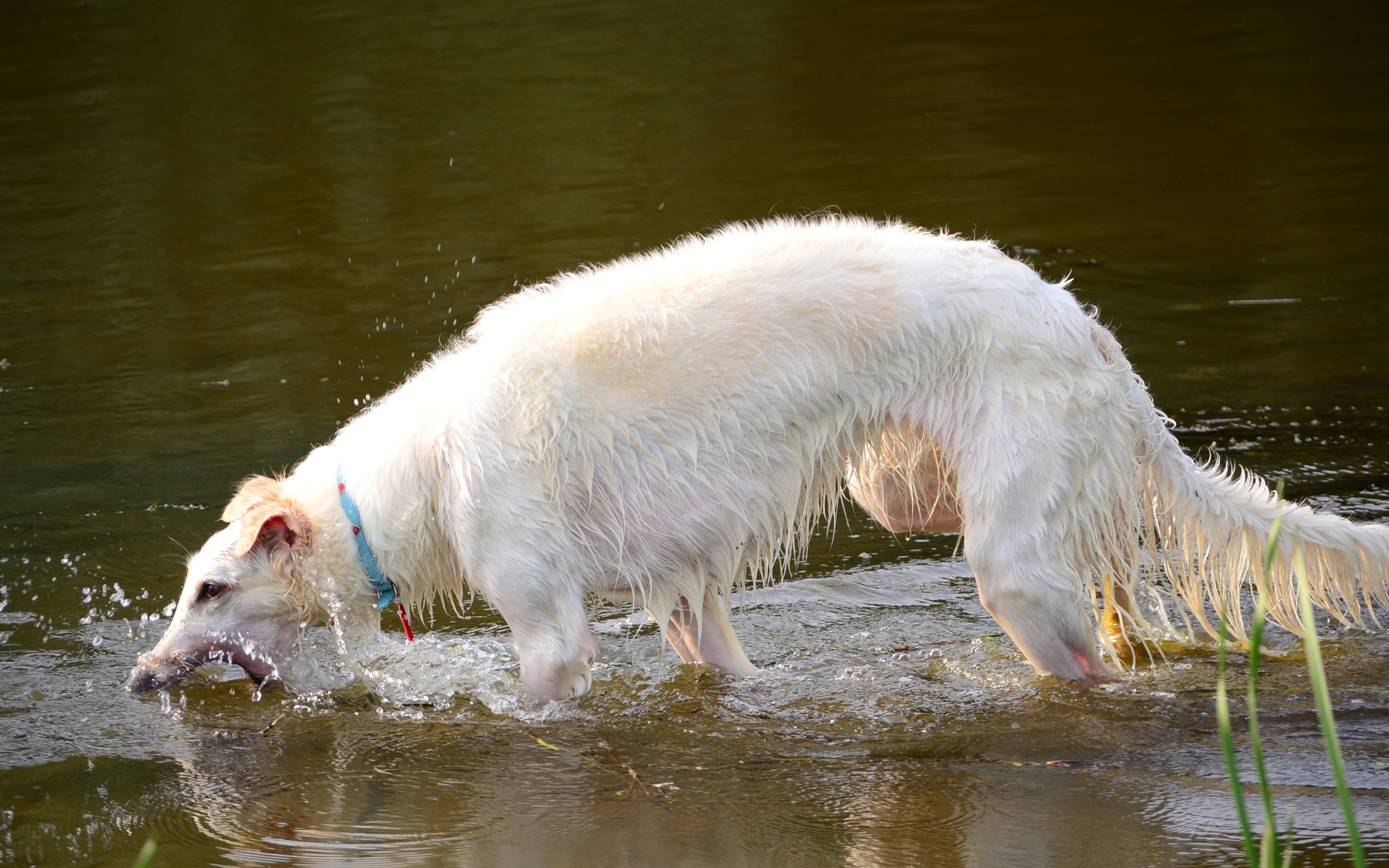 Борзая играет в воде