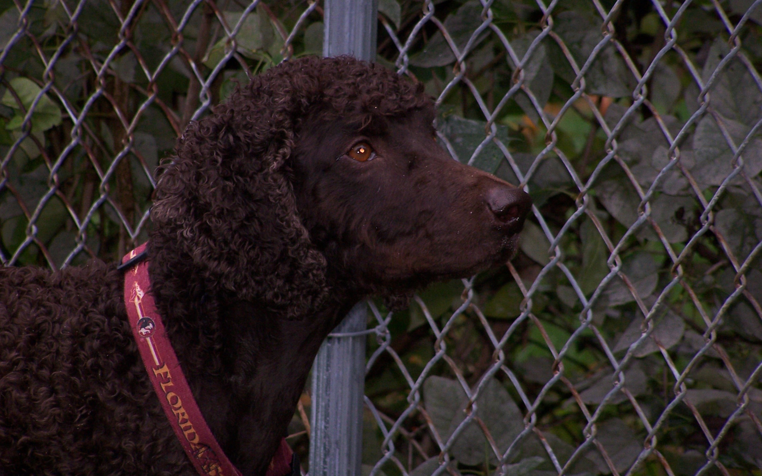 Ирландский водяной спаниель у забора