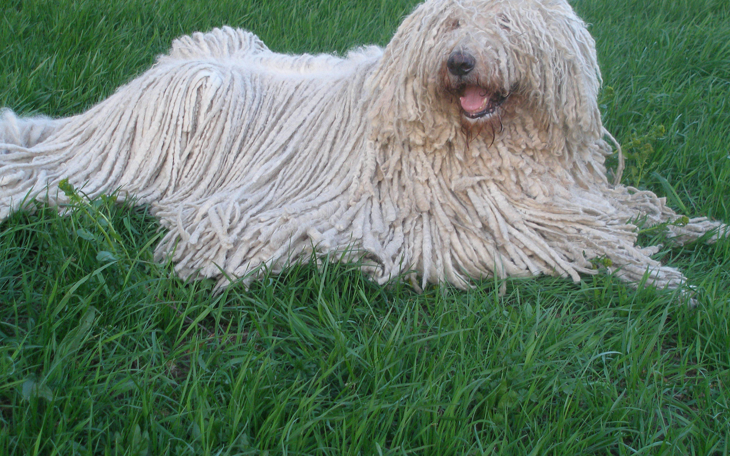 Собака с дредами комондор