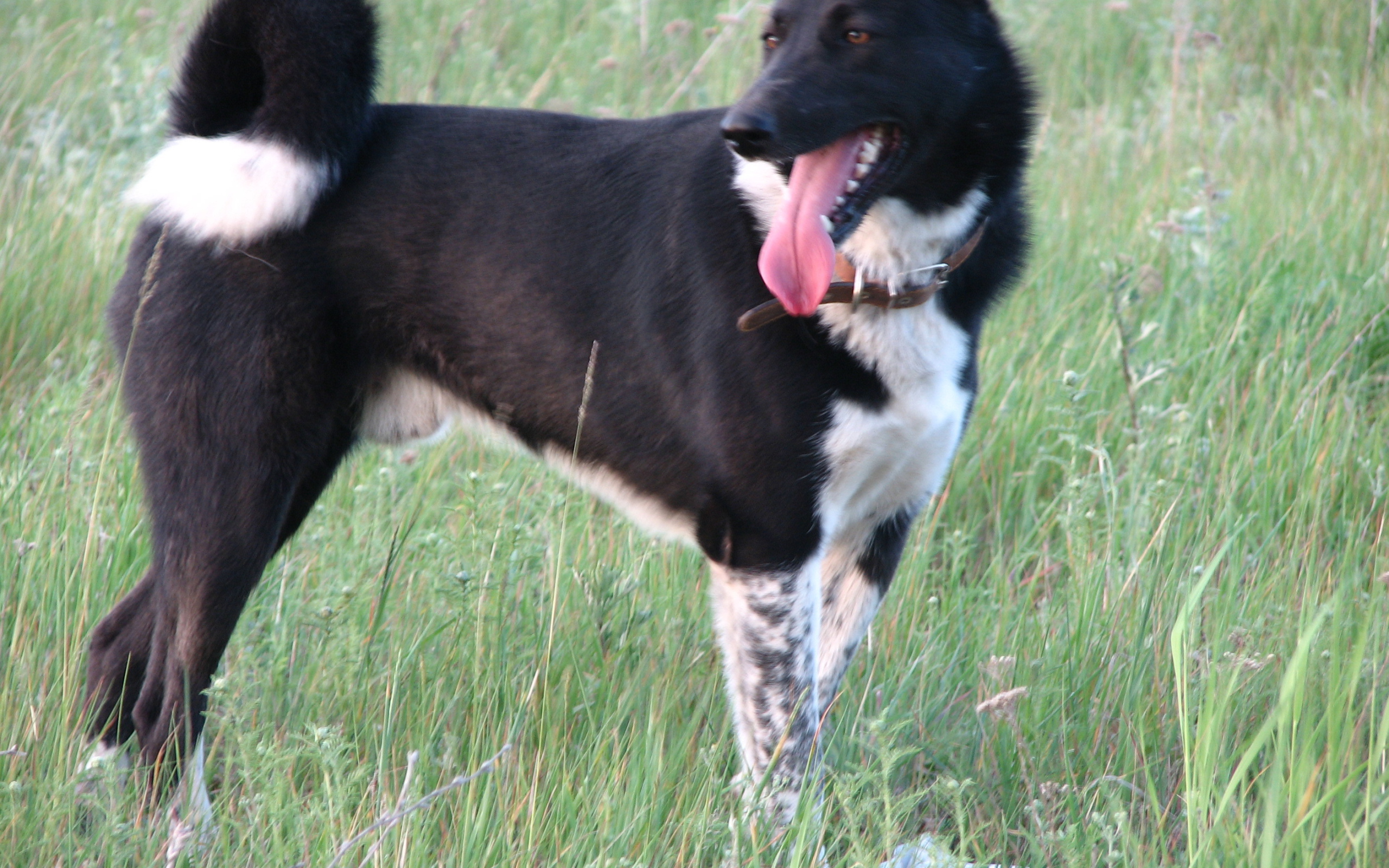 Лайка на летнем лугу