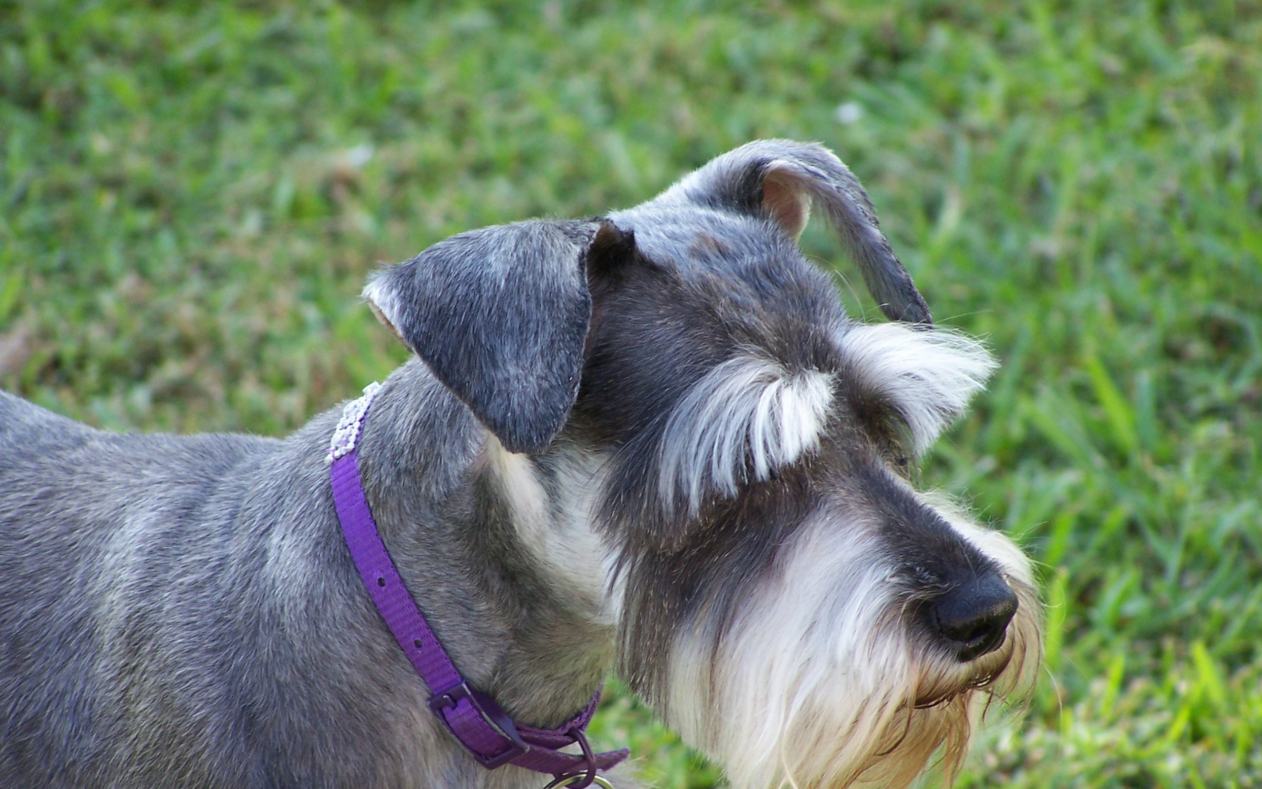 Ухоженный шнауцер на прогулке