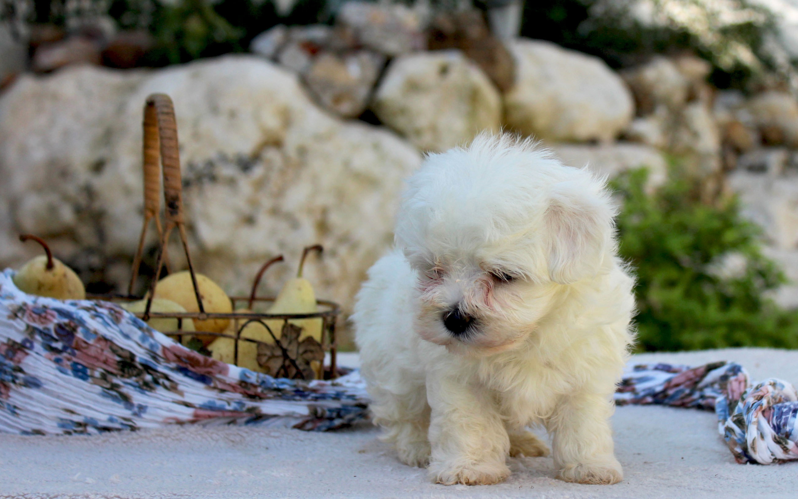 Болонка и корзина фруктов