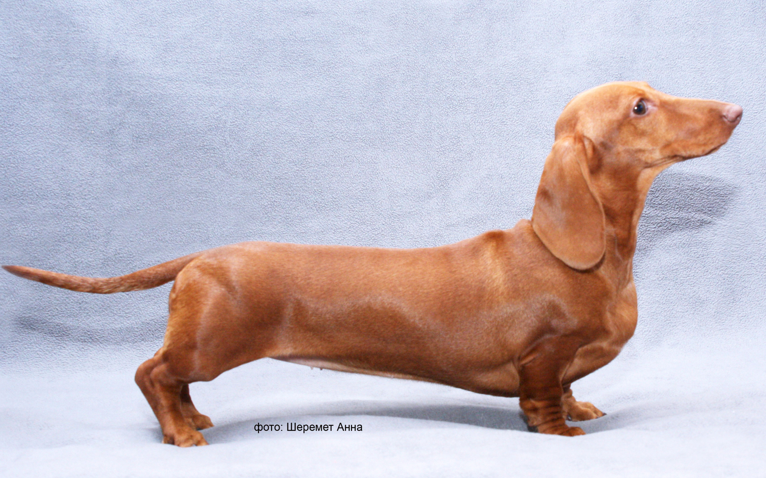 Длинная такса на голубом фоне