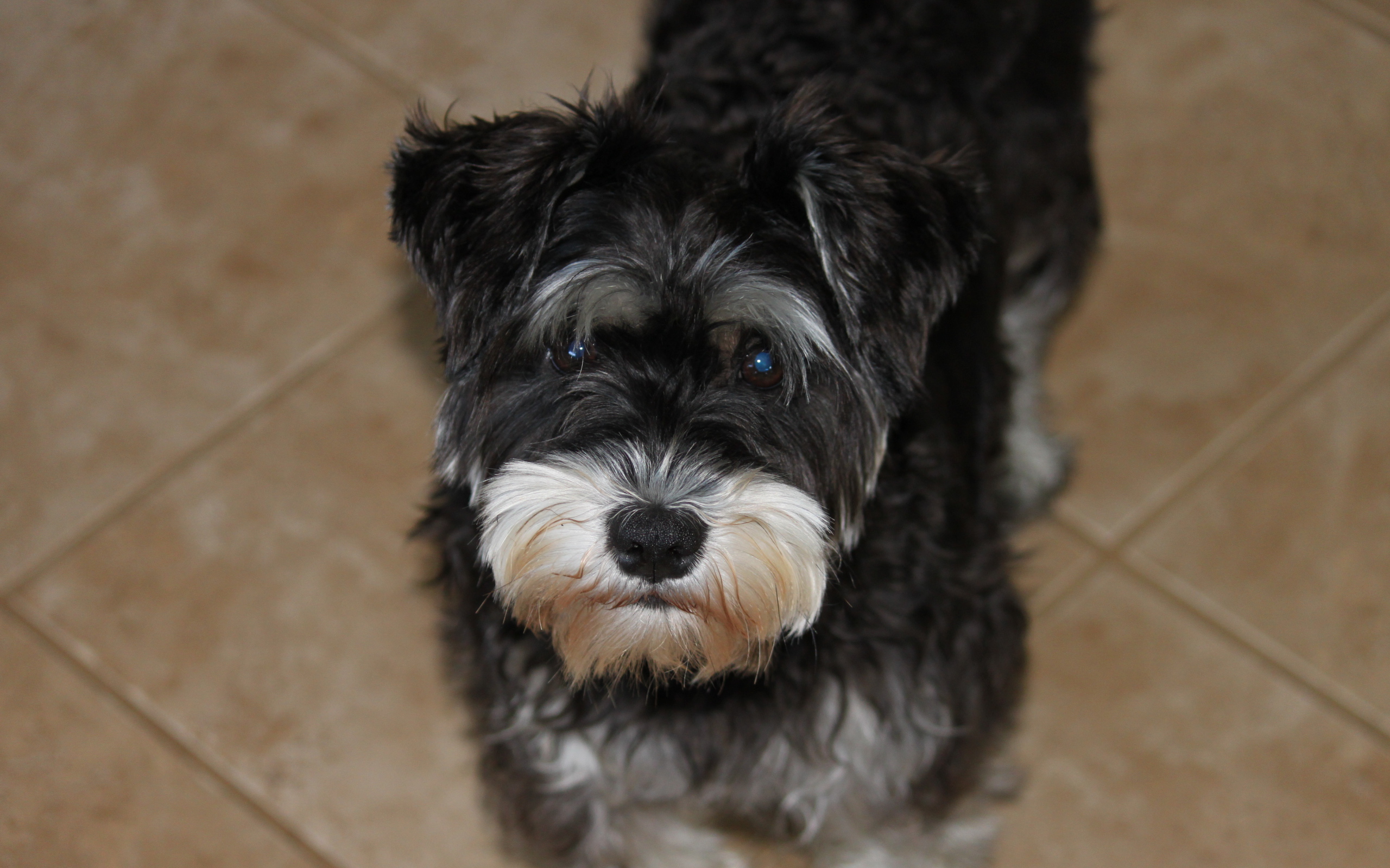 Взгляд маленького шнауцера