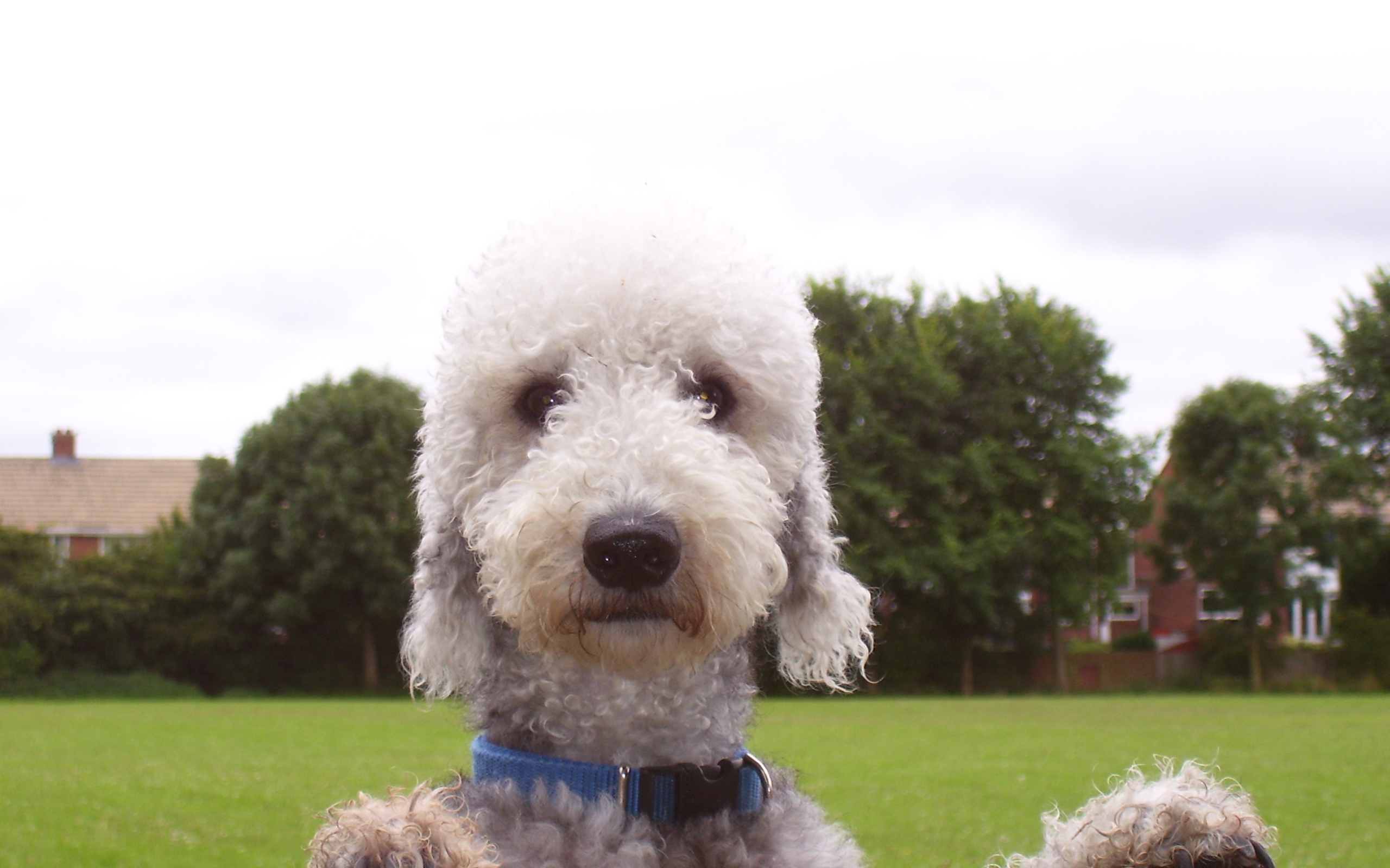 Мордашка собаки бедлингтон терьер