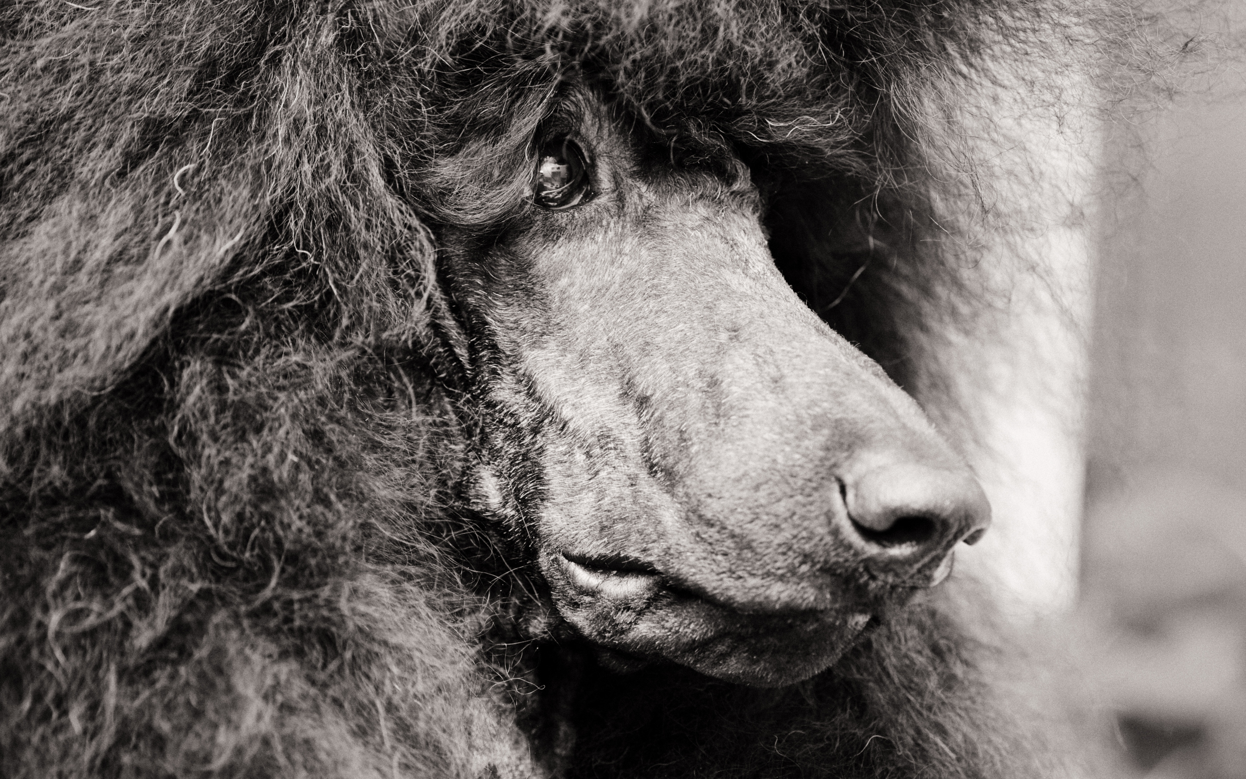 Морда черного пуделя