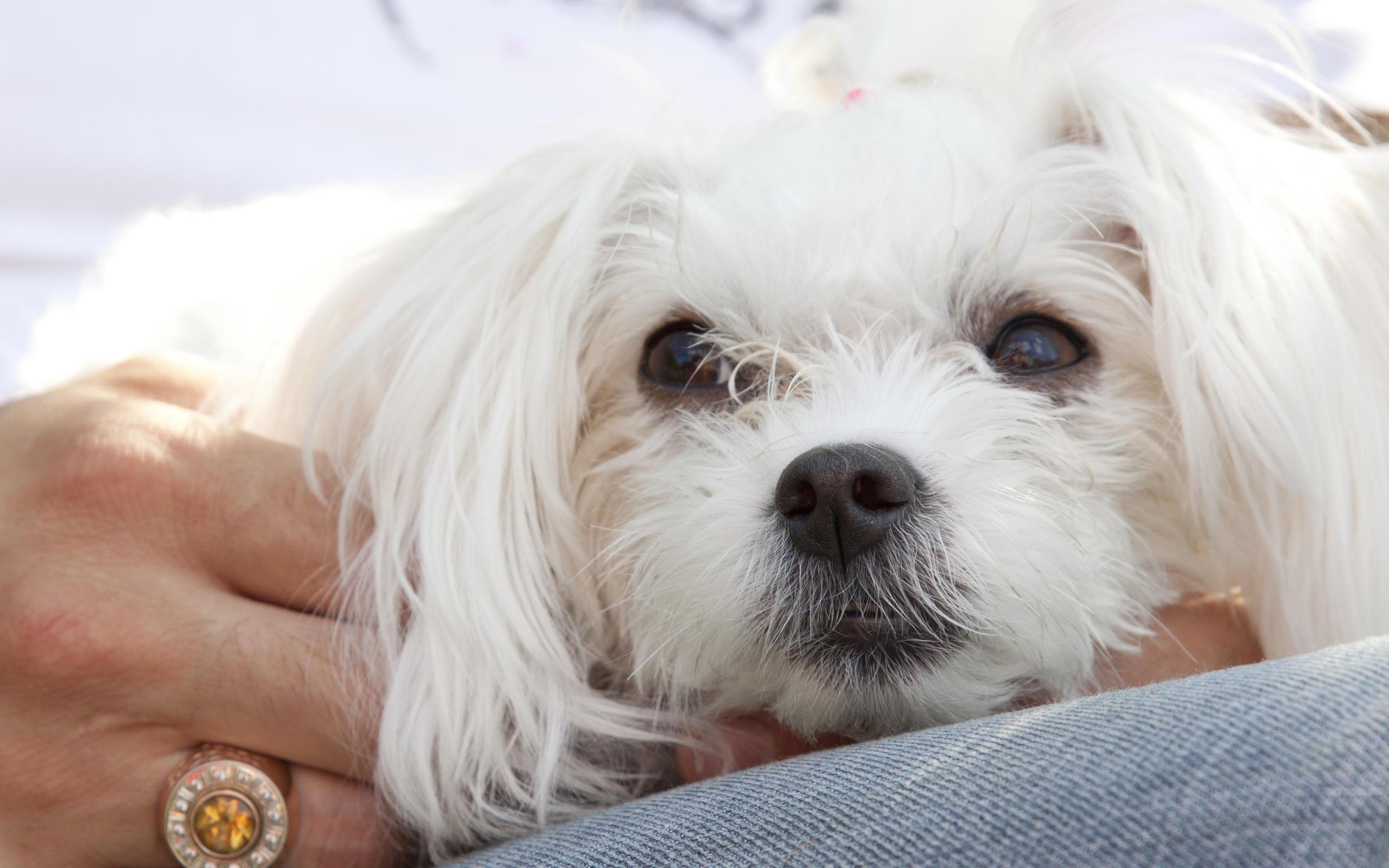 Мордочка белой болонки