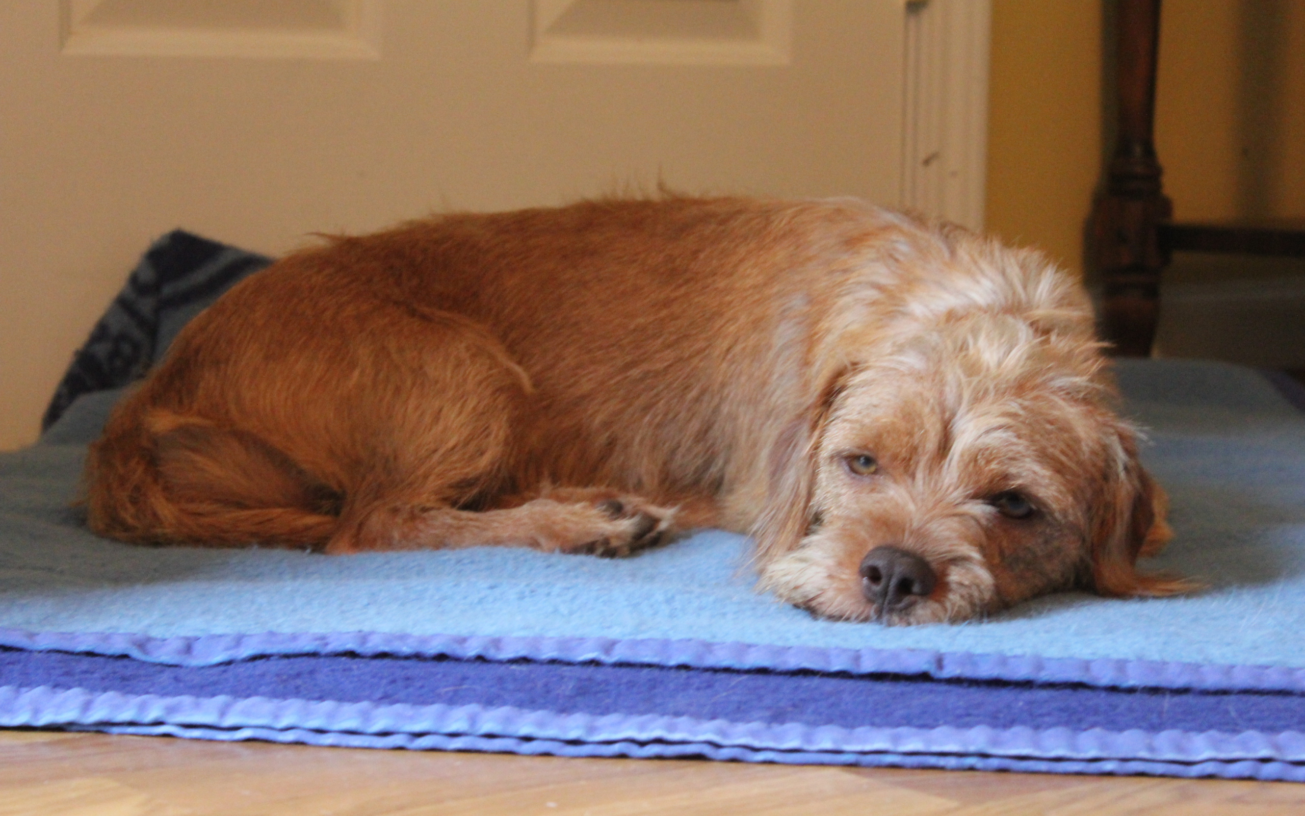 Норфолк терьер лежит на коврике