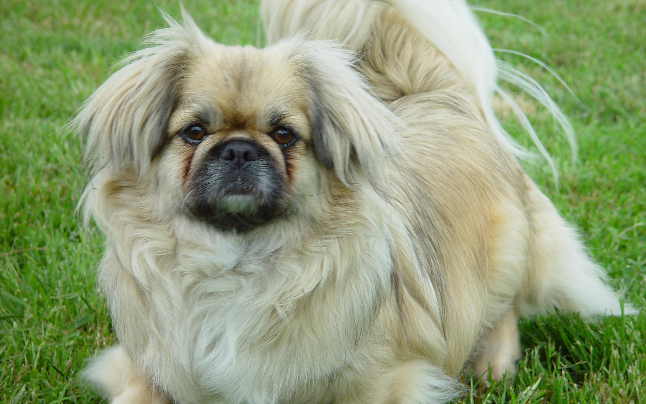 Пекинес на газоне