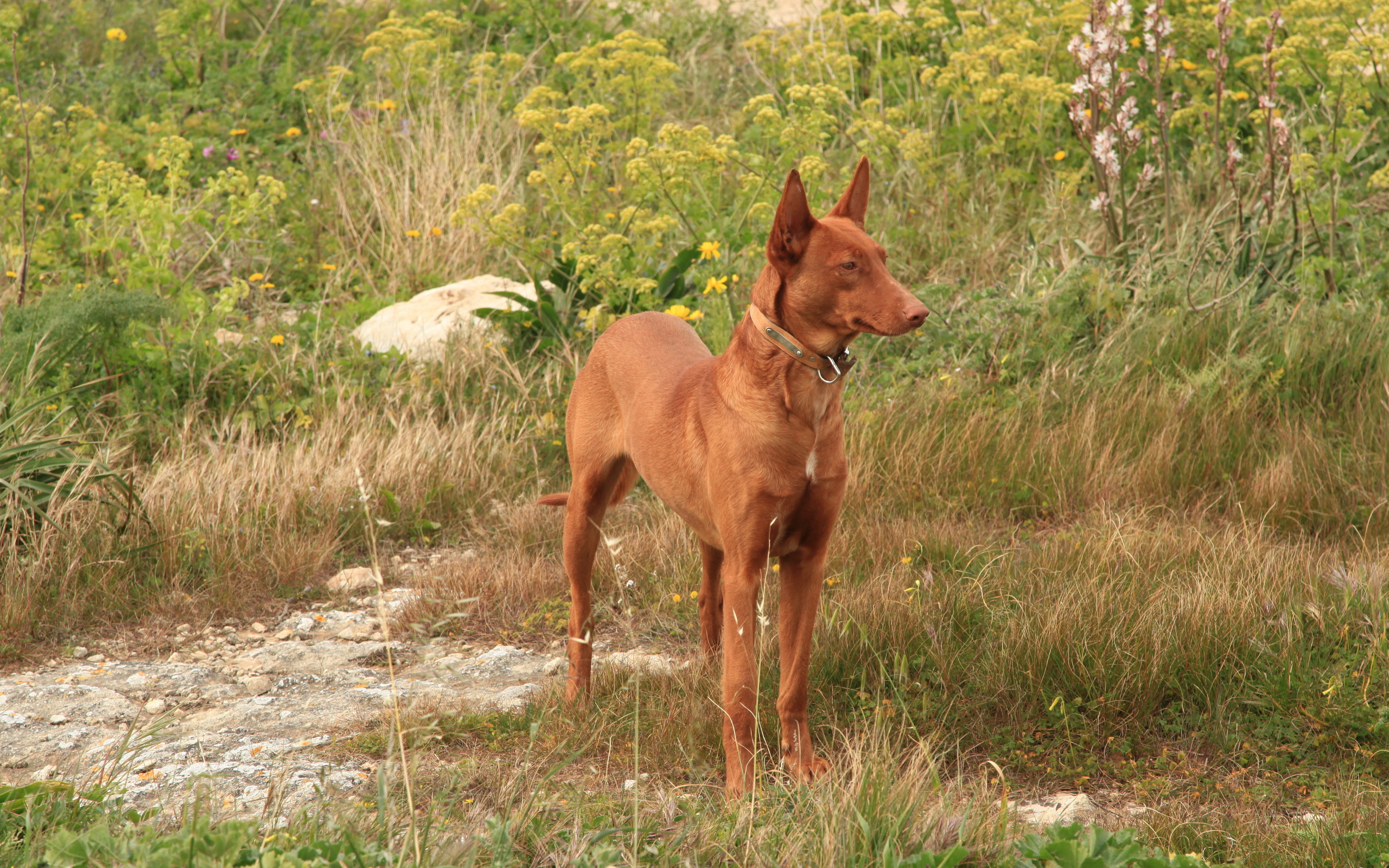 Фараонова собака в траве