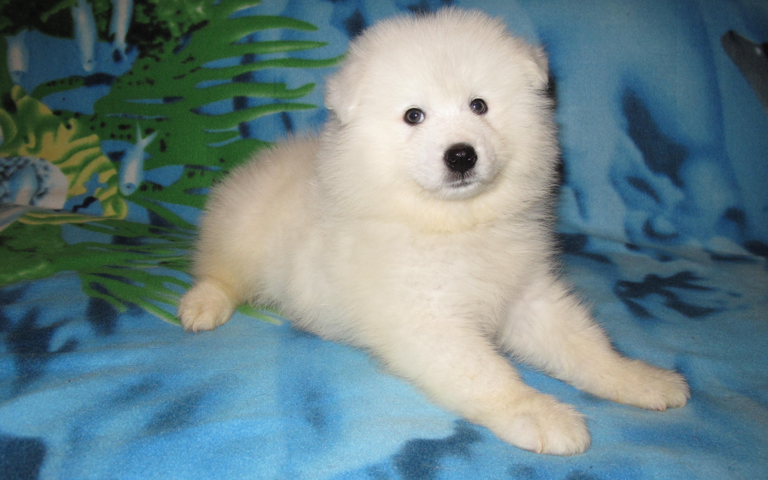 Щенок самоедской лайки