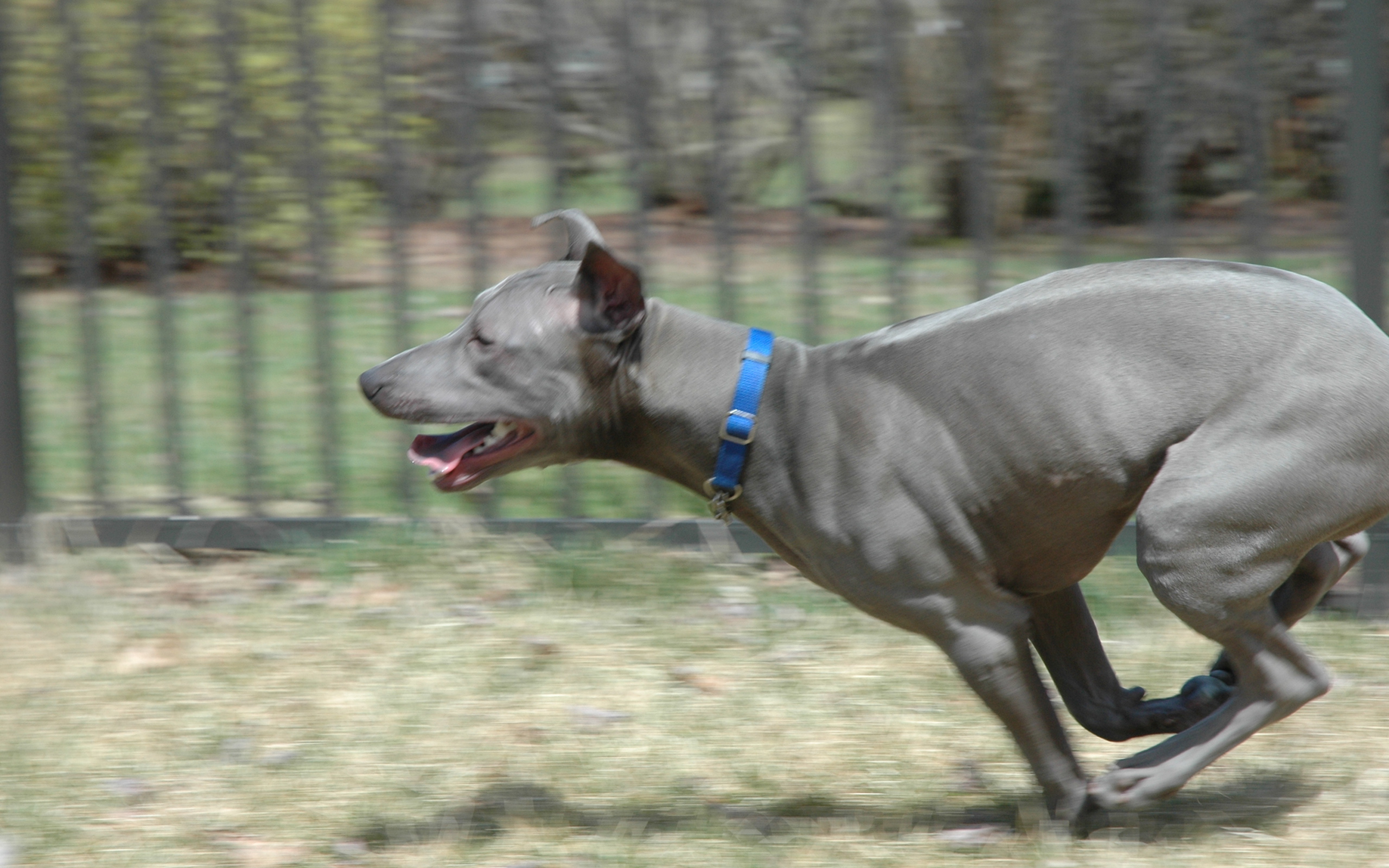 Бег тайского риджбека