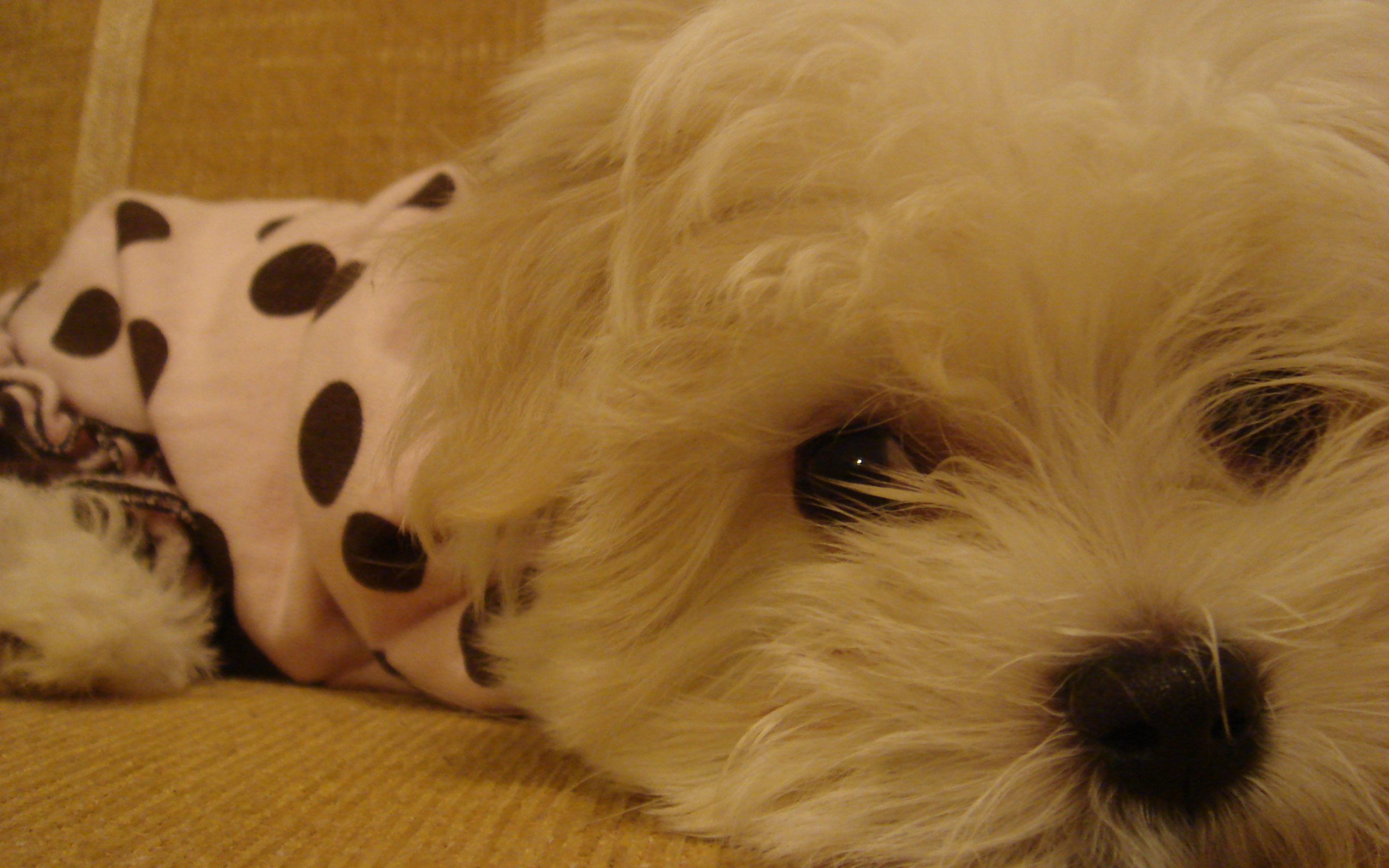 Грустные глаза у болонки