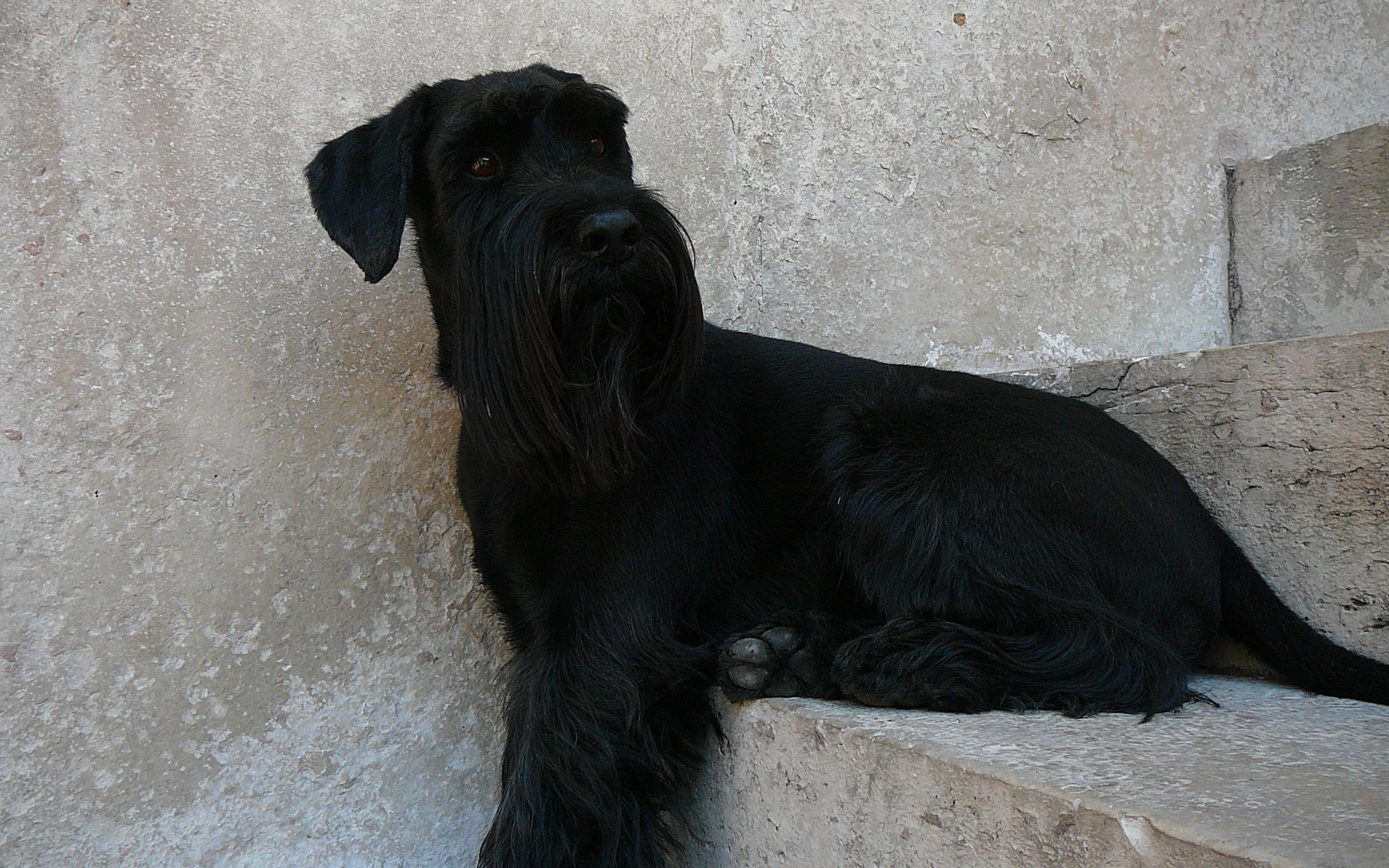 Шнауцер сидит на ступеньках