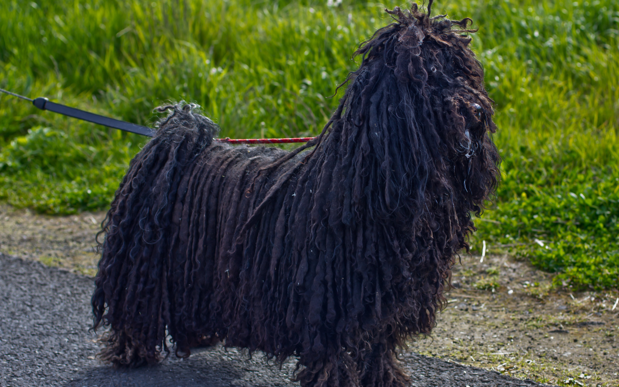 Лохматый черный комондор