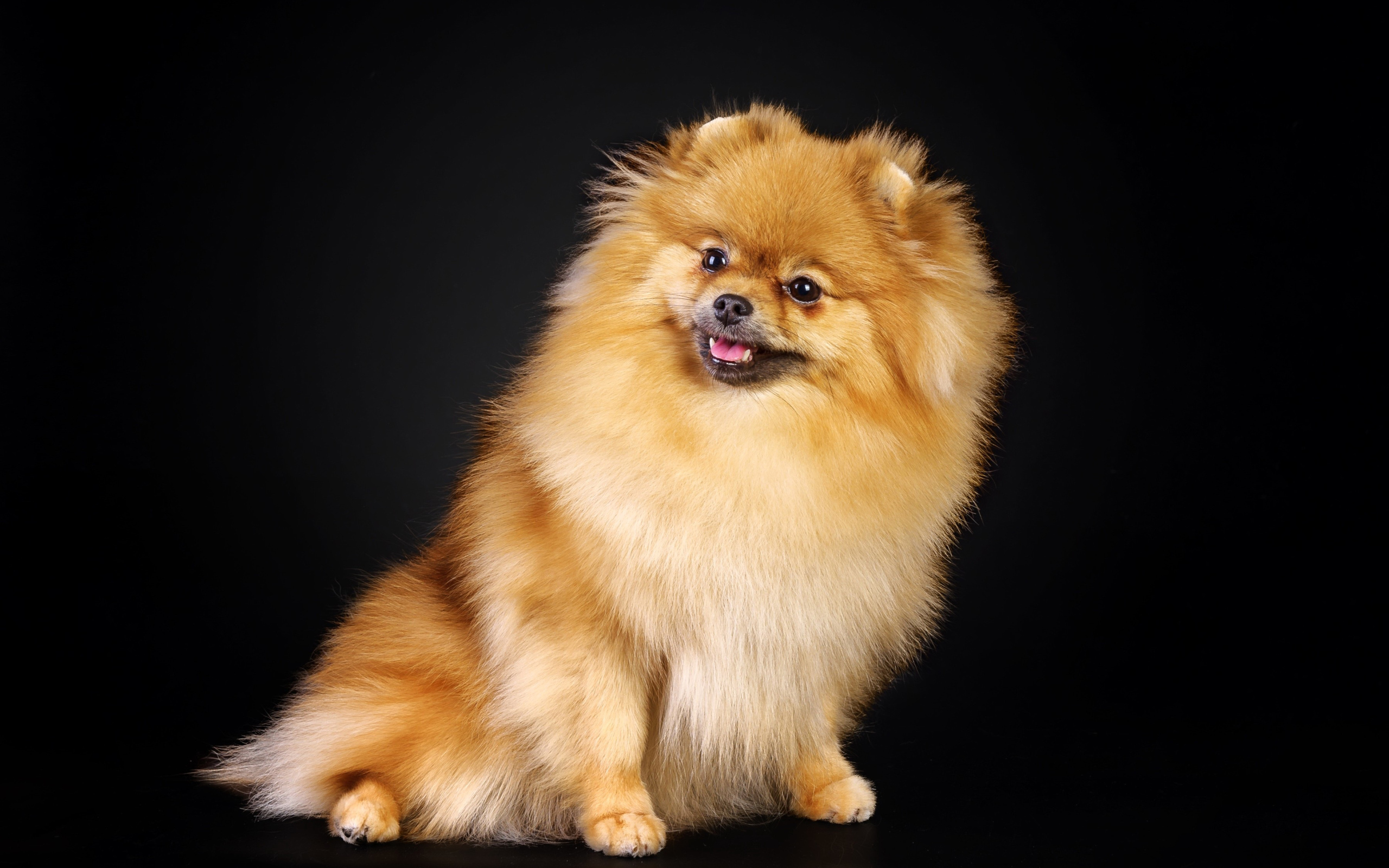 Шпиц на черном фоне