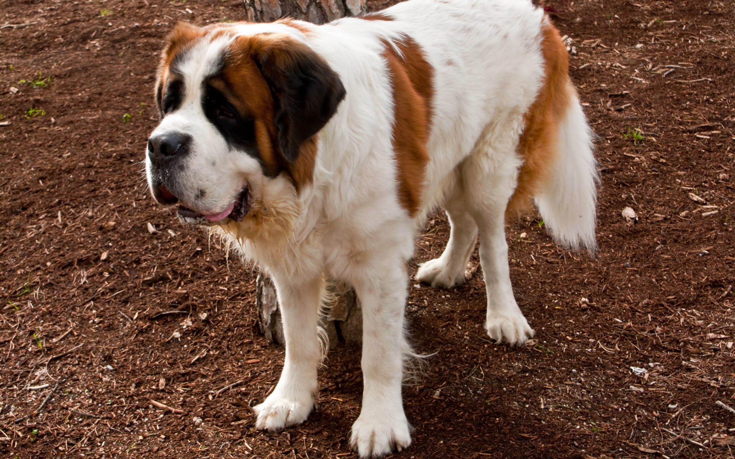 Сенбернар на земле