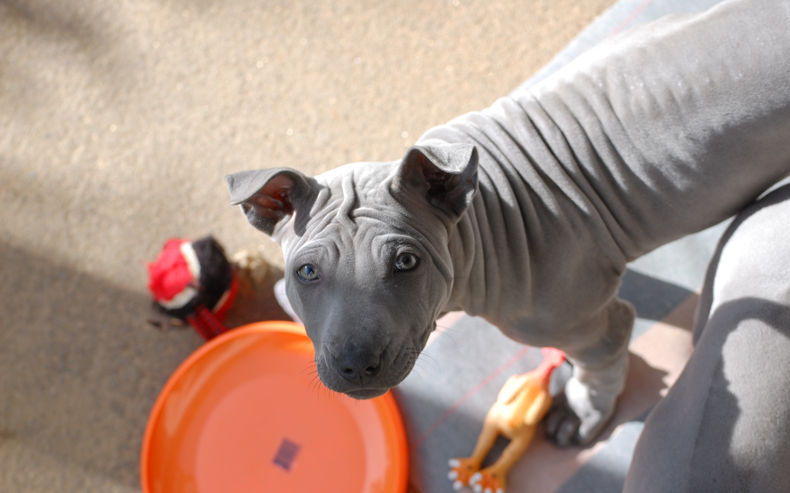Тайский риджбек просит кушать