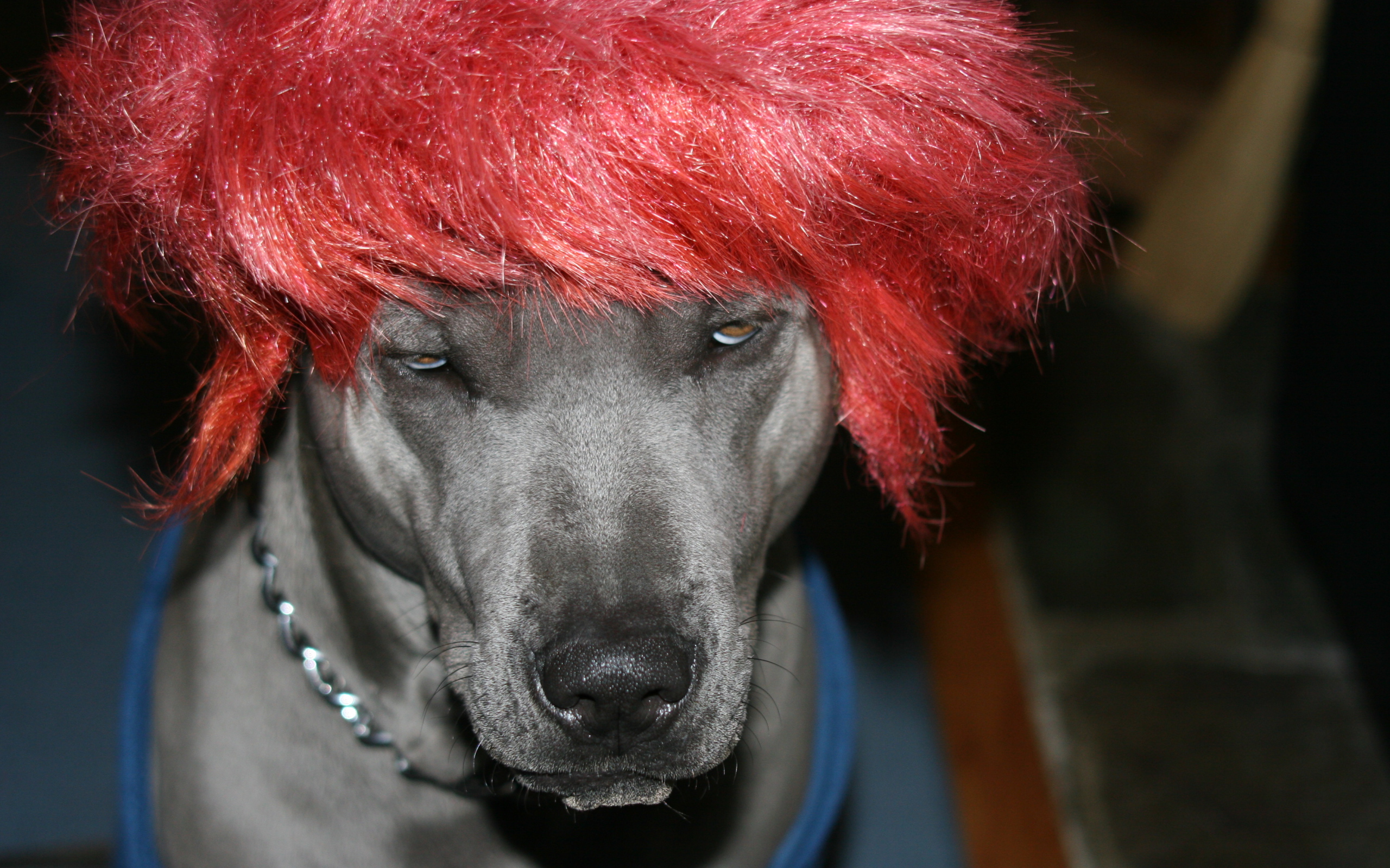 Тайский риджбек в парике