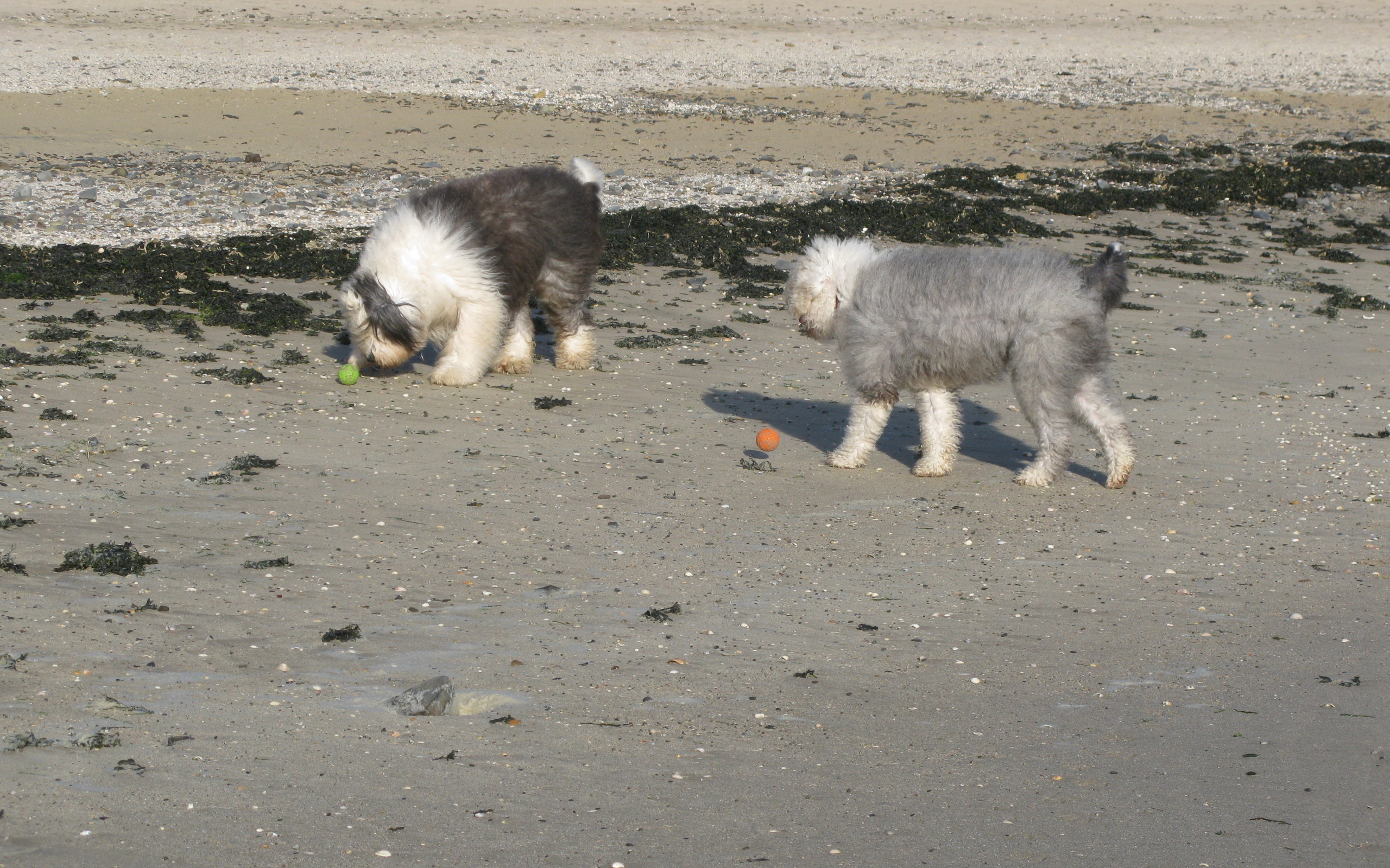 Два бобтейла на пляже