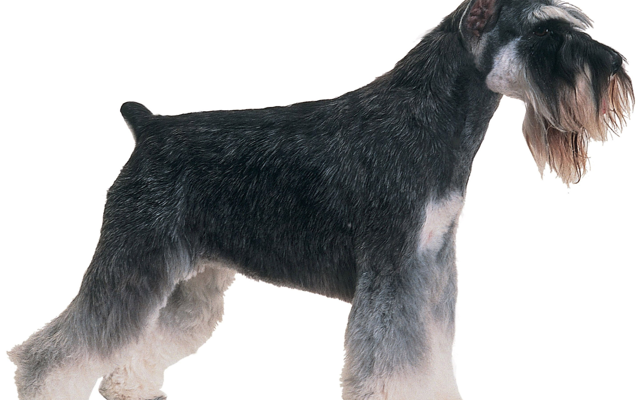 Обои с собакой шнауцером